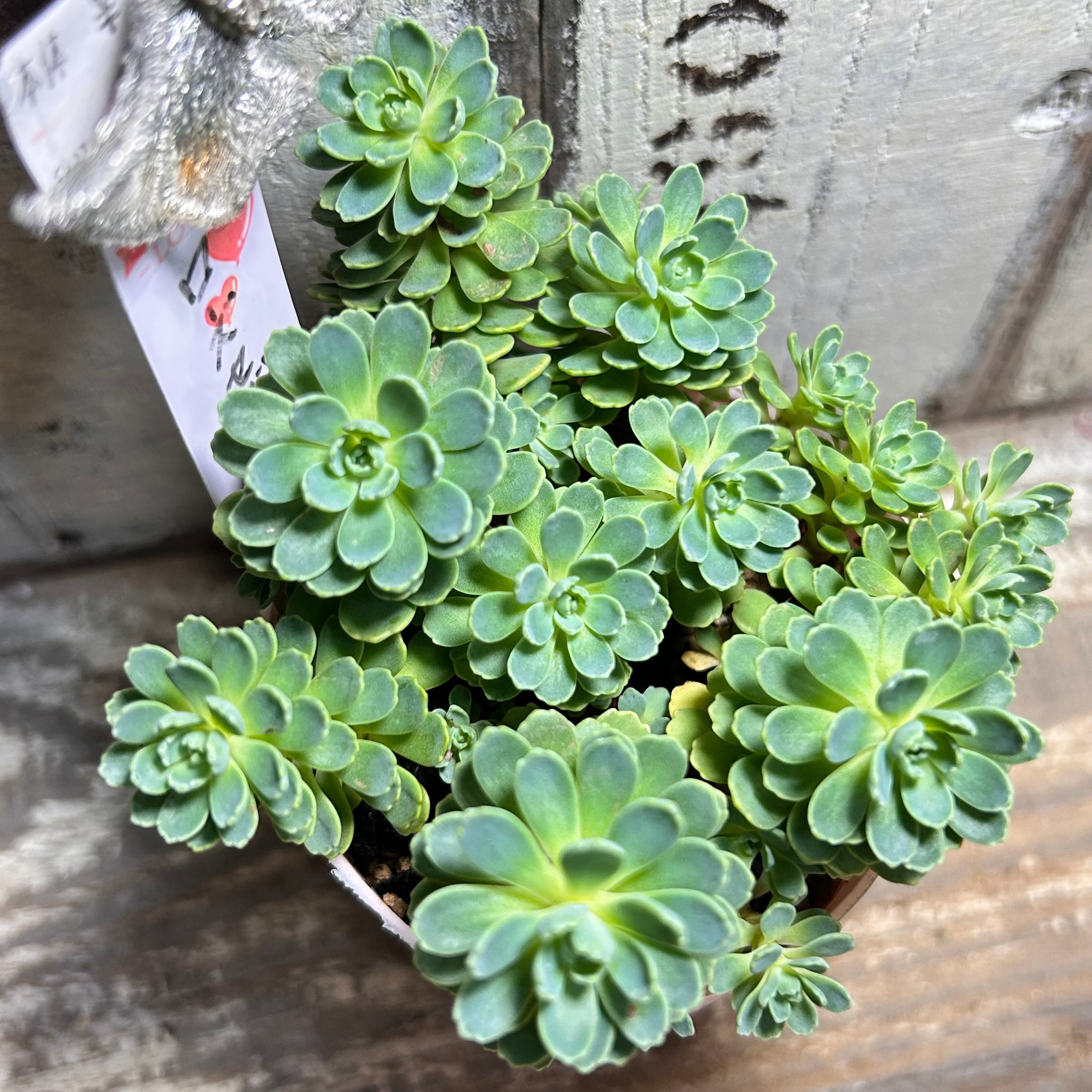 ミモザxコロラータ | RuPo 多肉植物専門店