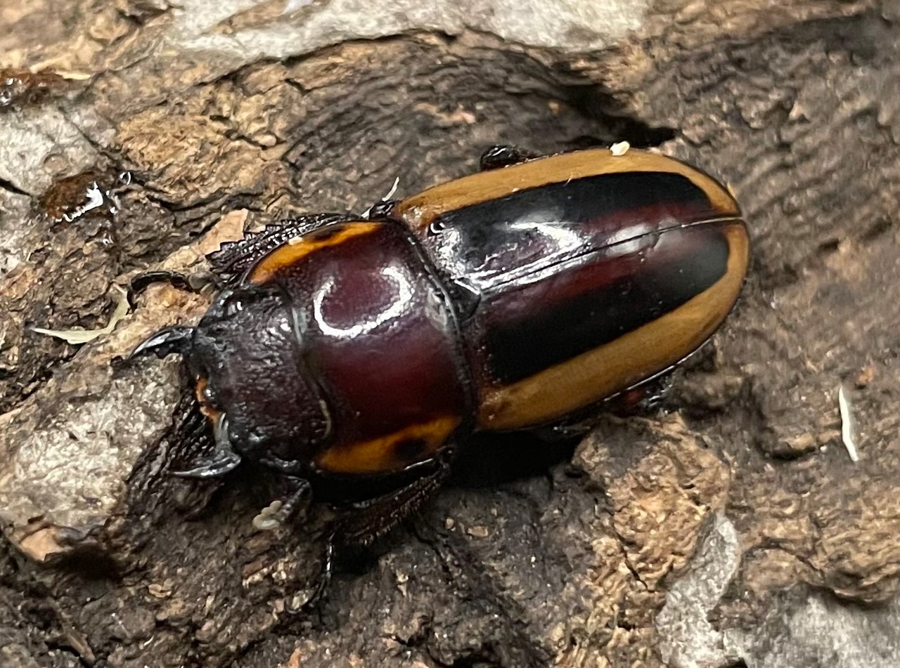 【WD】超特大《ラテラリスノコギリ亜種マイリーン 57mm ペア》