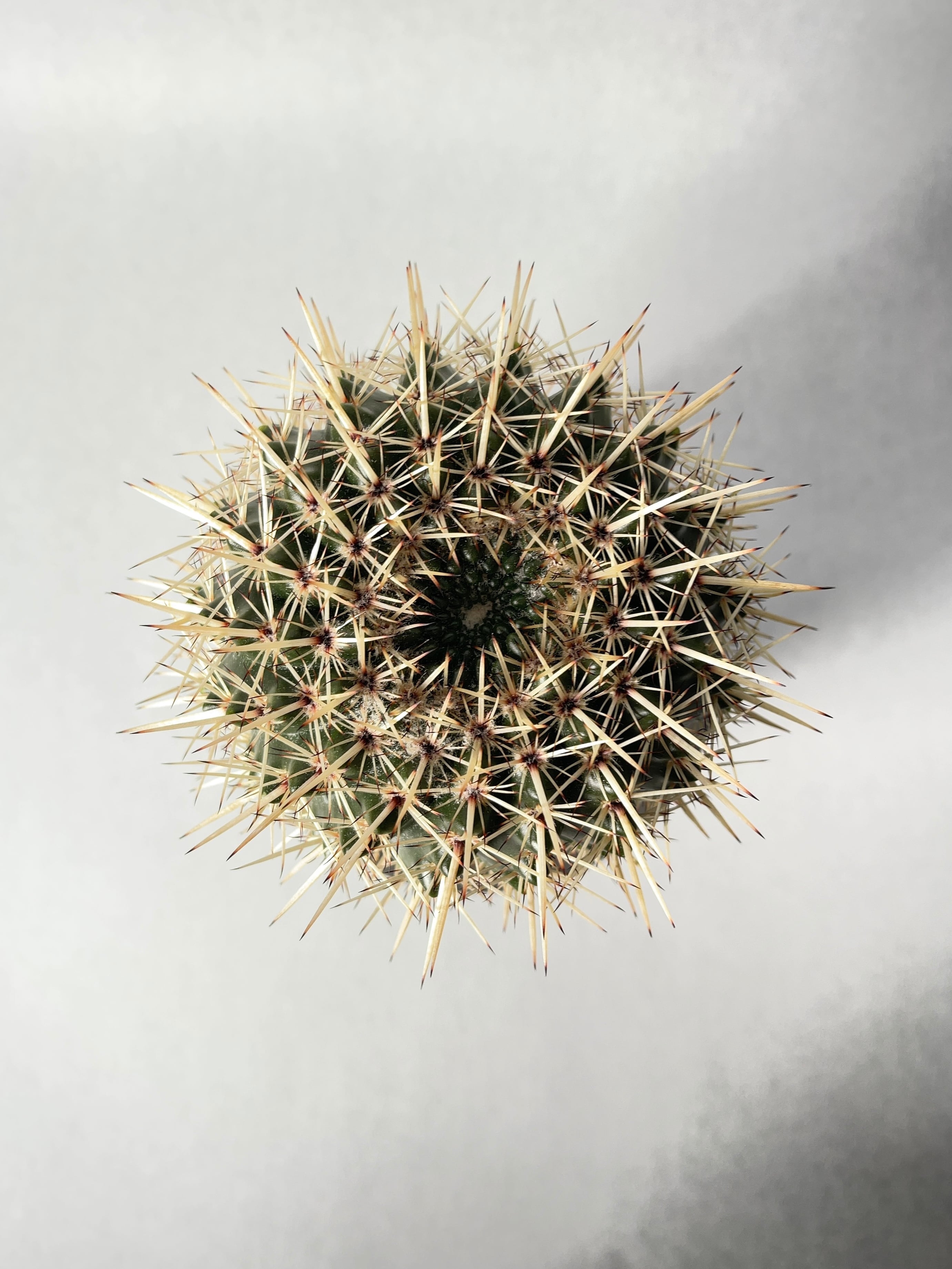 ノトカクタス・星の王子 | trigger