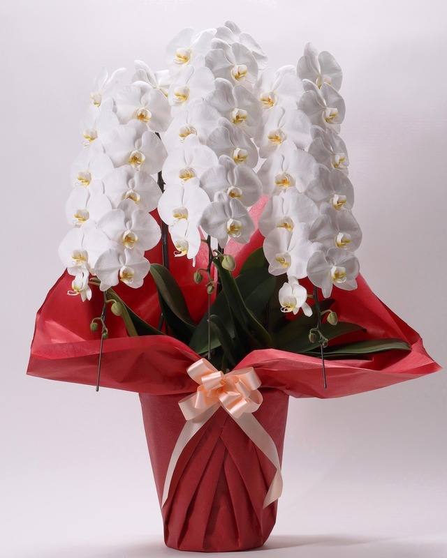 胡蝶蘭【3本立／５１輪】白色　〜おまかせラッピング〜