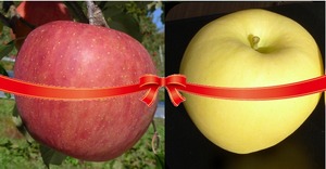 サンフジ・はるか詰合せ【贈答用】　５ｋｇ(約１２～１５個)