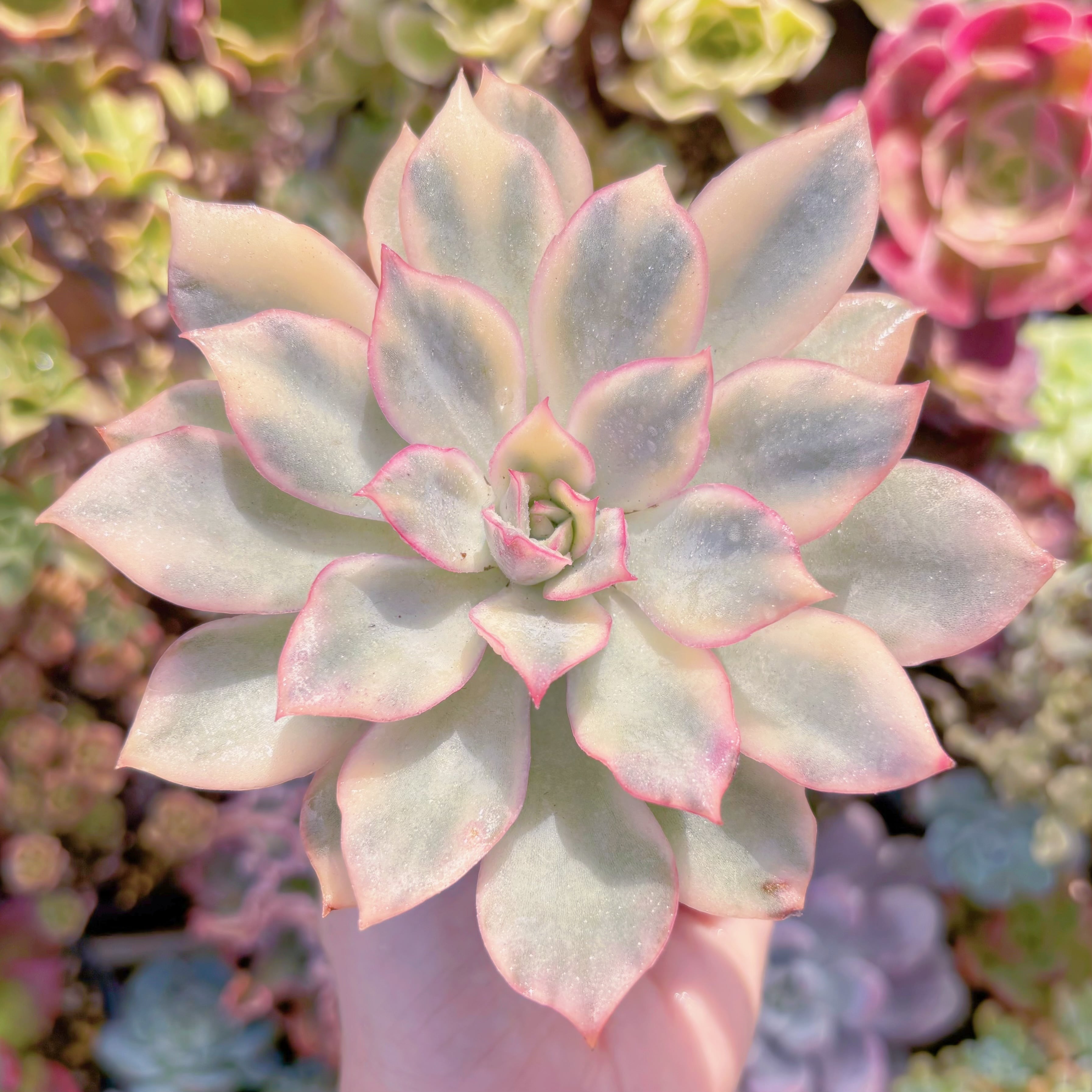 多肉植物　月光女神錦(中)　新入荷　るる農園