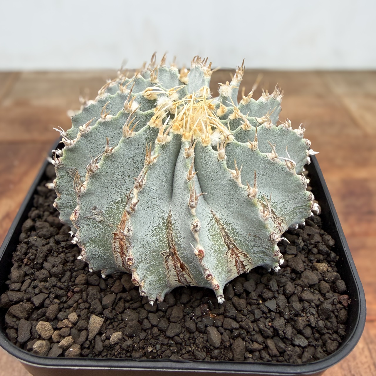 Geohintonia mexicana【ゲオヒントニア・メキシカーナ】