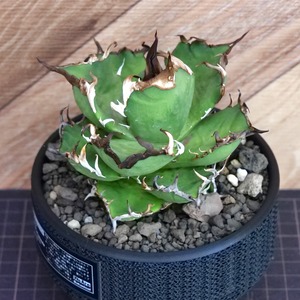 Agave Titanota スーパー赤猫 Super Red Catweezle （スーパーレッドキャットウィーズル） / 中株(4号鉢)/ Lot.003