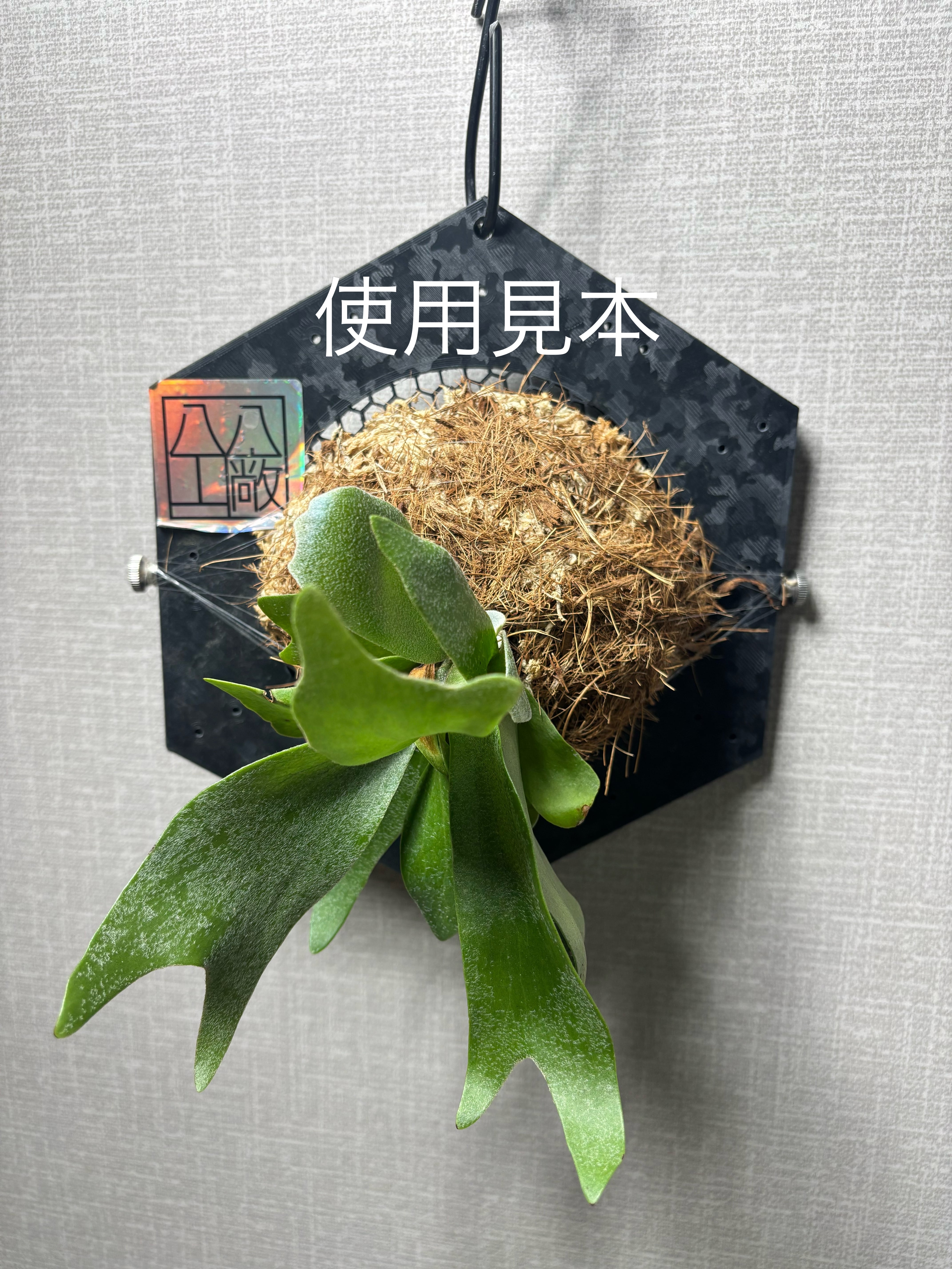 八八工廠 ビカクシダ着生板 大 ブラック | rootal