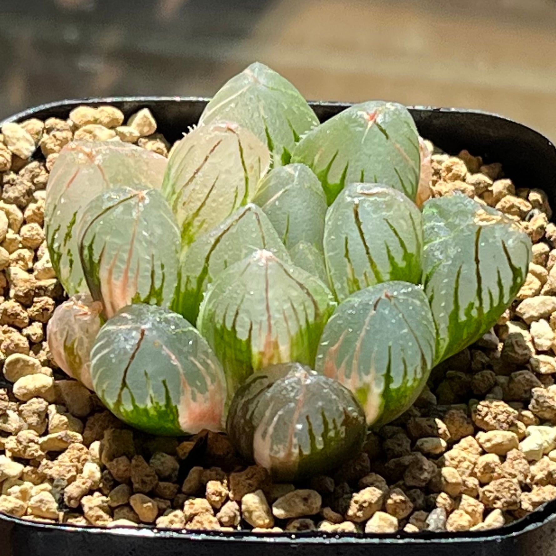 オブツーサ系 | mocono_plants