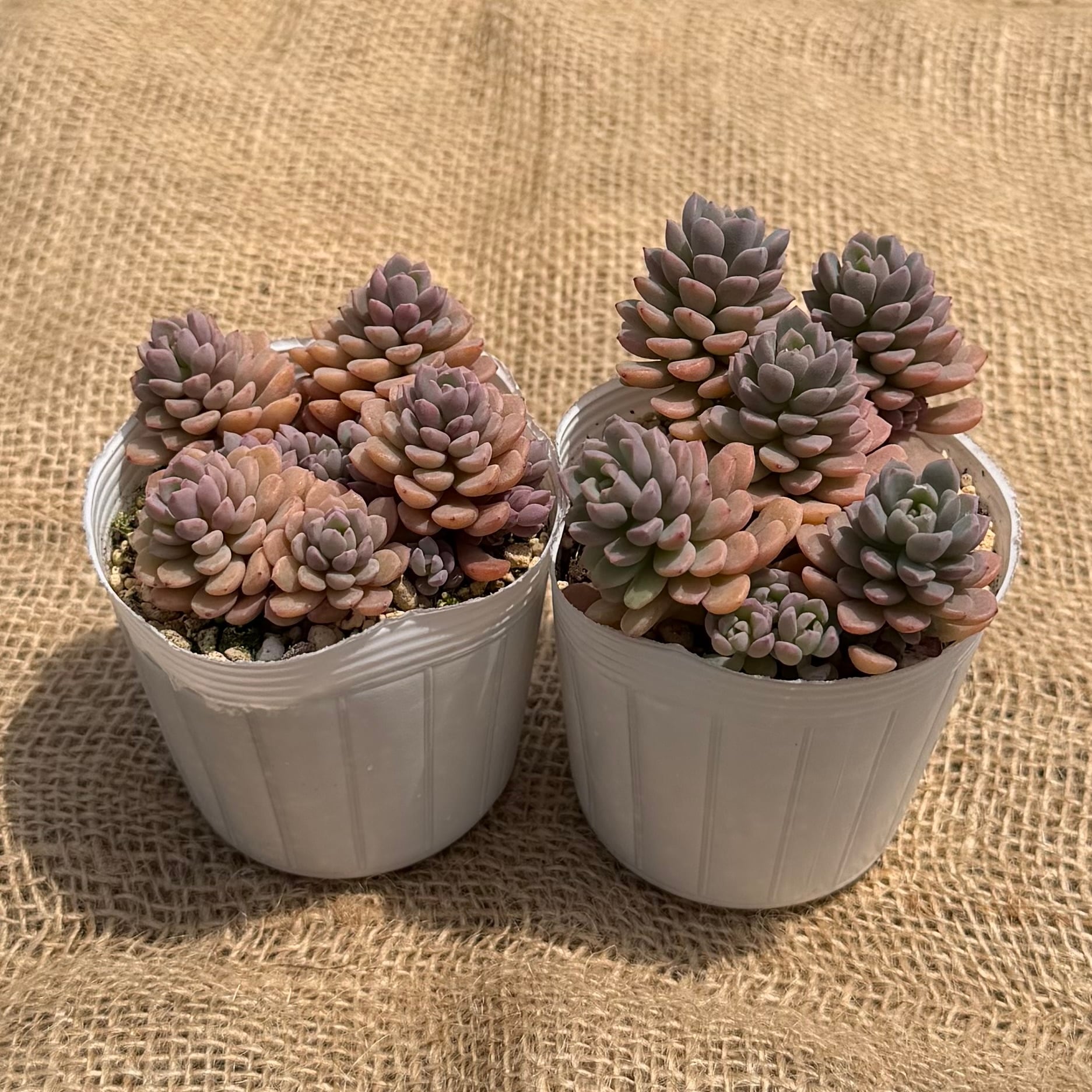 ピンクディオラ 多肉植物 韓国苗 ポット苗 （管理番号8 | REONA Succulents