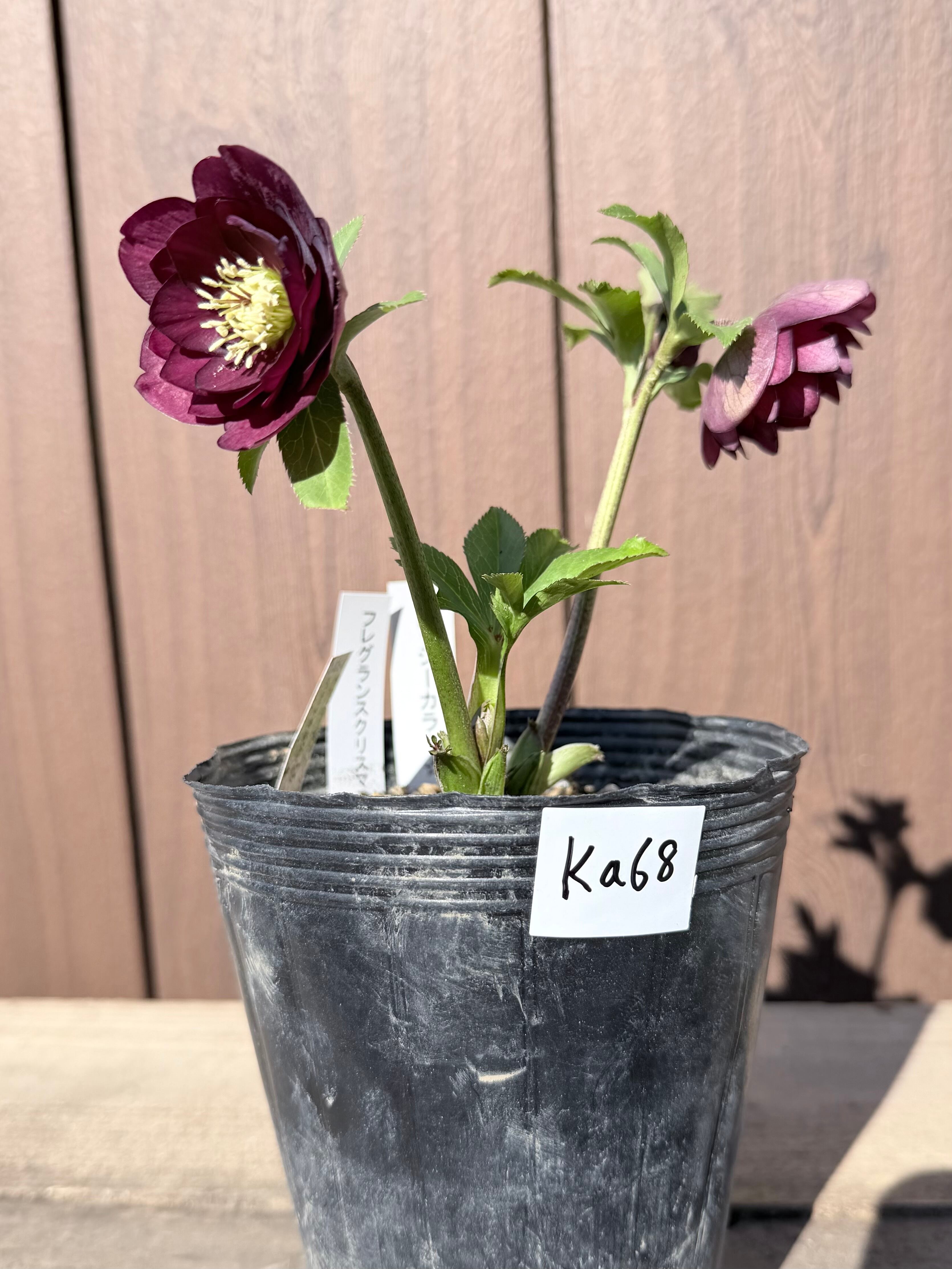 キラメキ寄りグロッシー☆フレグランス 加藤農園 クリスマスローズ