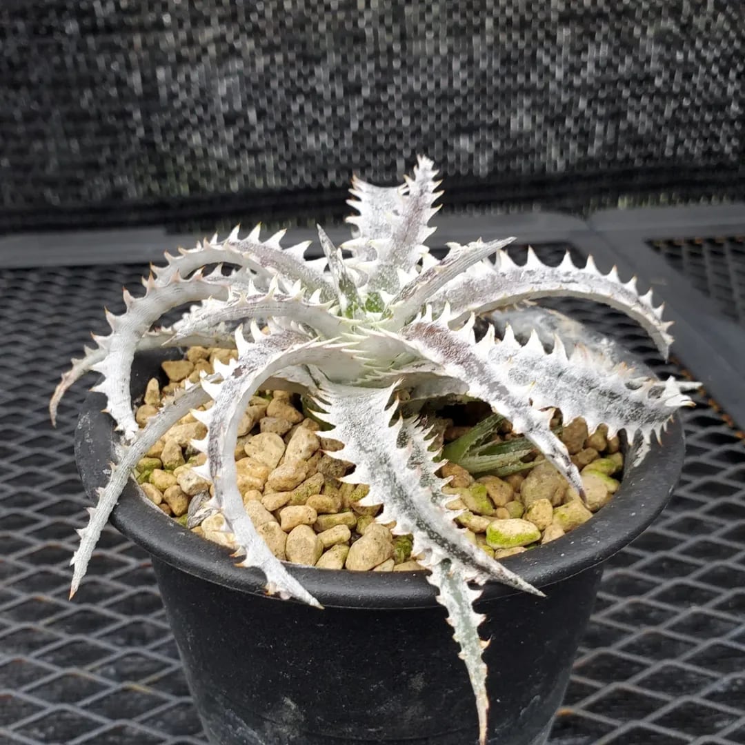 F00452_Dyckia 'Ocean Starlight'：ディッキア・オーシャンスター