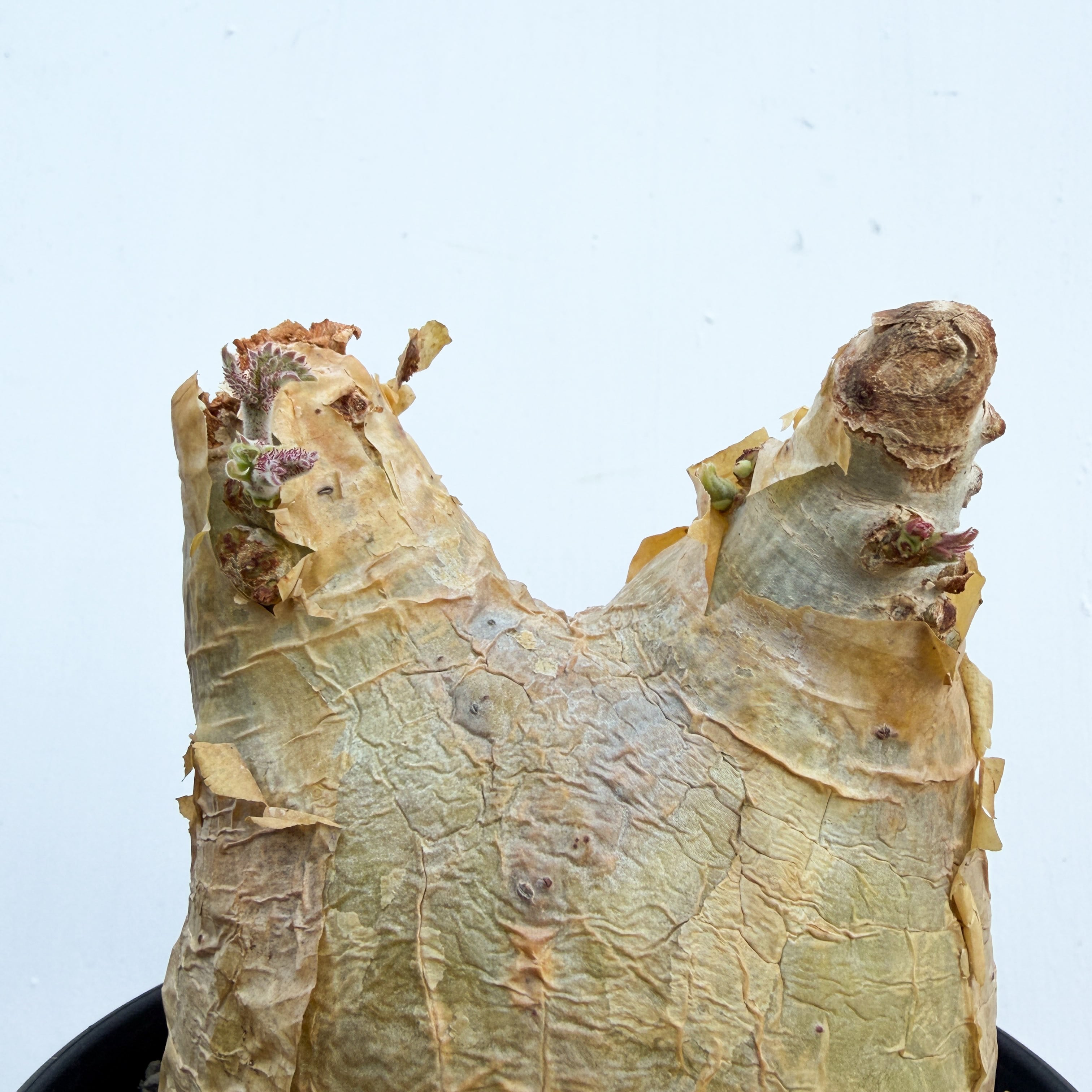 Cyphostemma uter var. macropus【キフォステンマ・ウター・マクロプス