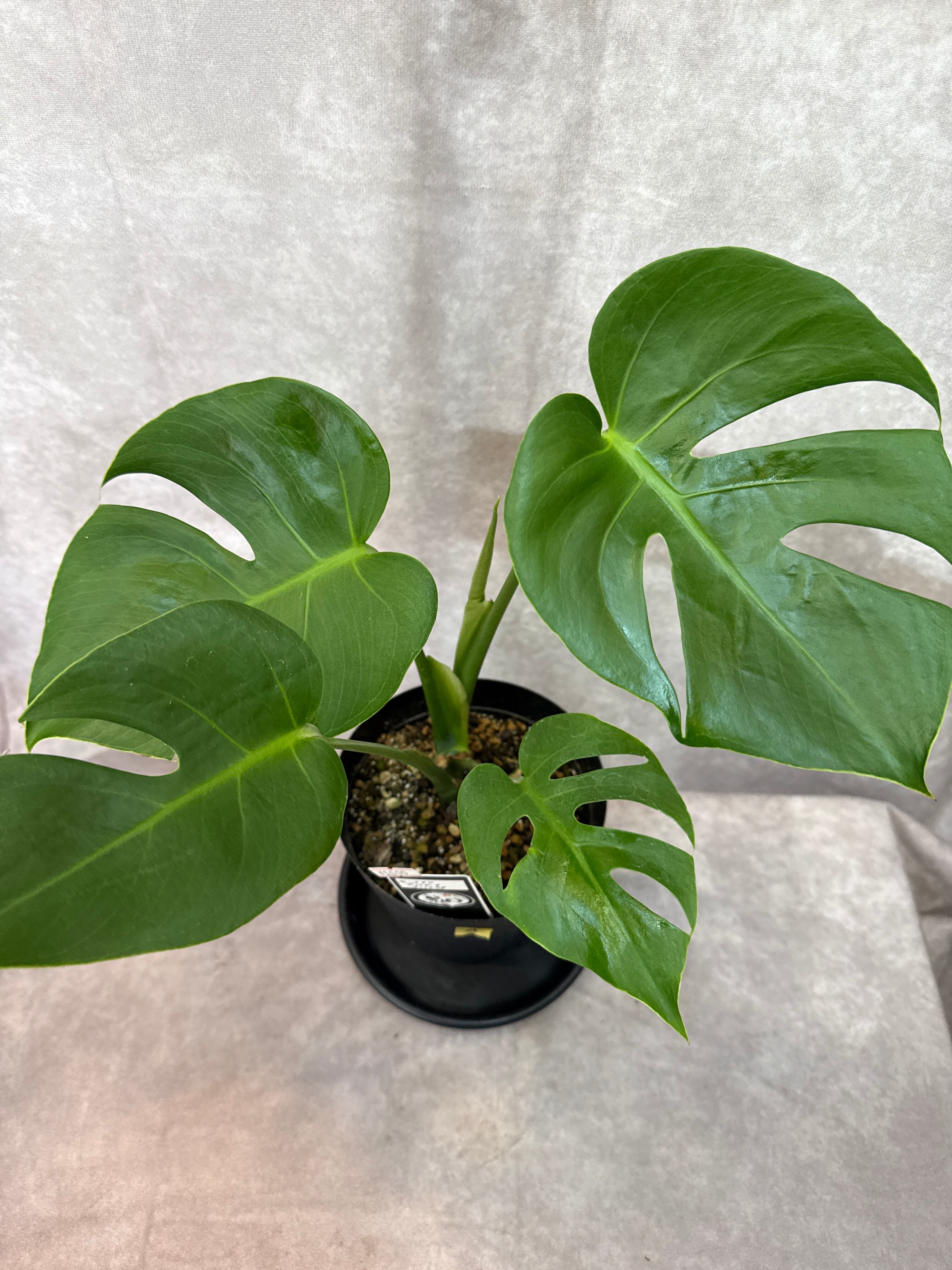 Aglaonema purple my tiara / パープルマイティアラ | Gardenえん