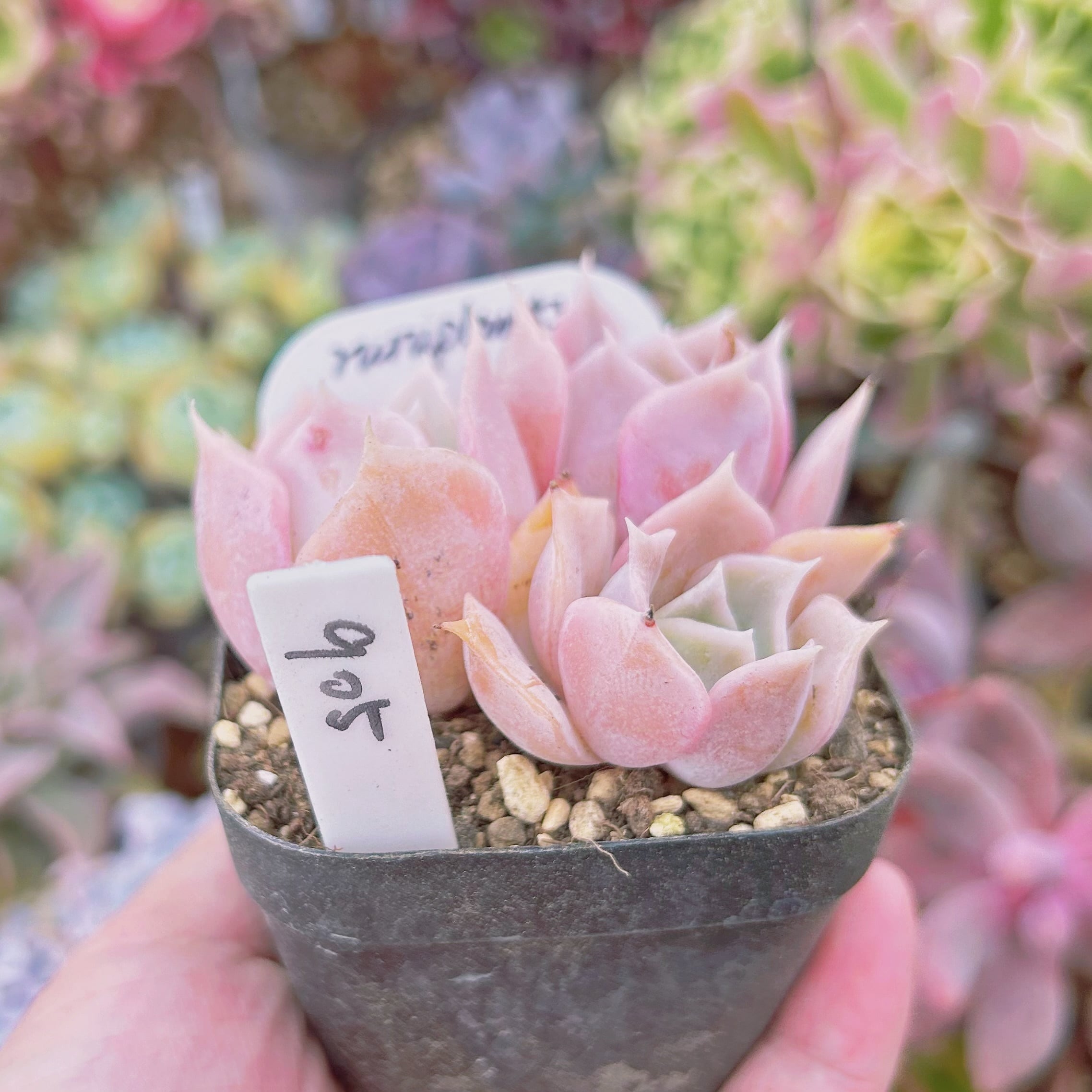 905現物 多肉植物 クジラ(Echeveria 'Blue Whale') 抜き苗 | るる農園