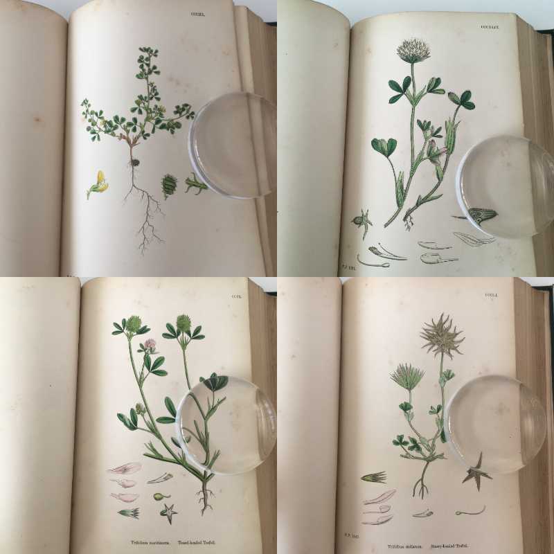 植物図鑑 植物画sowerby English Botany イギリス 英国 植物図鑑 Vol 3 1864年 銅版画手彩色 カラープレート167枚 ボタニカルアート 博物画 小さなワクワク べるりんのーと