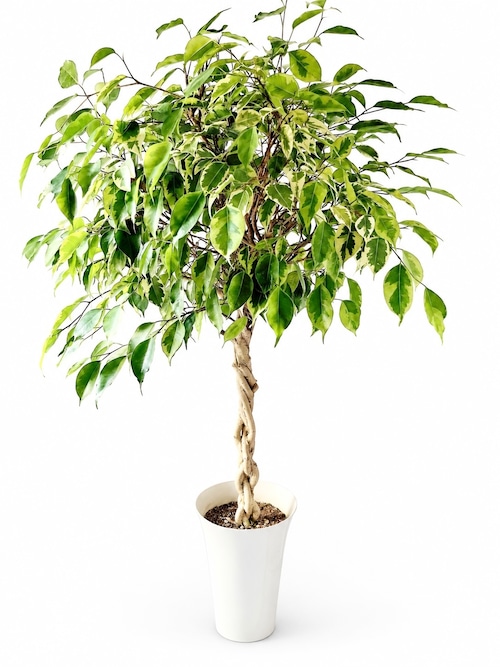 フィカス ベンジャミン ゴールデンプリンセス 4本編み込み 観葉植物 calm cafe
