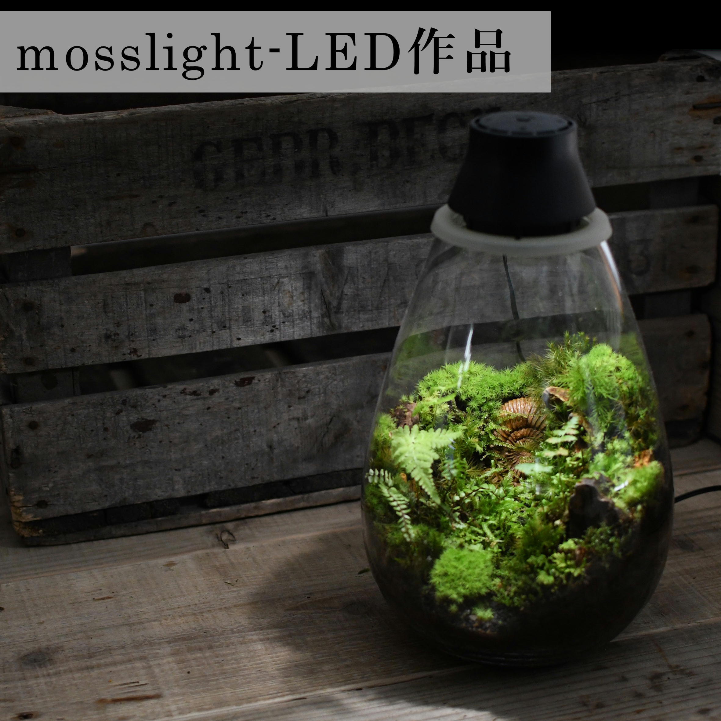 現物販売 苔テラリウム 太古の森mosslight Led 苔テラリウム専門ショップ道草 現物販売 苔テラリウム 太古の森mosslight Led 苔テラリウム専門ショップ道草