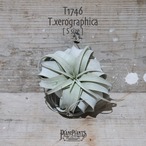 【送料無料】キセログラフィカ S〔エアプランツ〕現品発送T1746