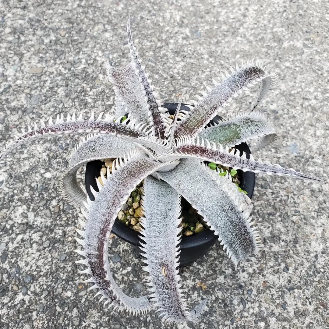 F00261_Dyckia 'A-J'：ディッキア・A-J（子株） | レアプランツ通販