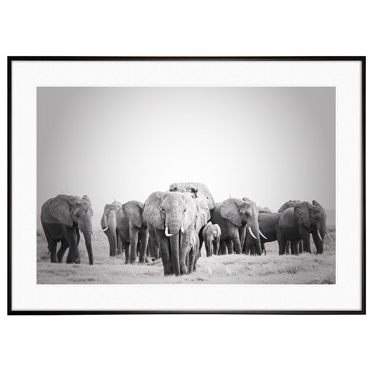 動物写真 象 インテリア モノクロアートポスター額装 AS1303