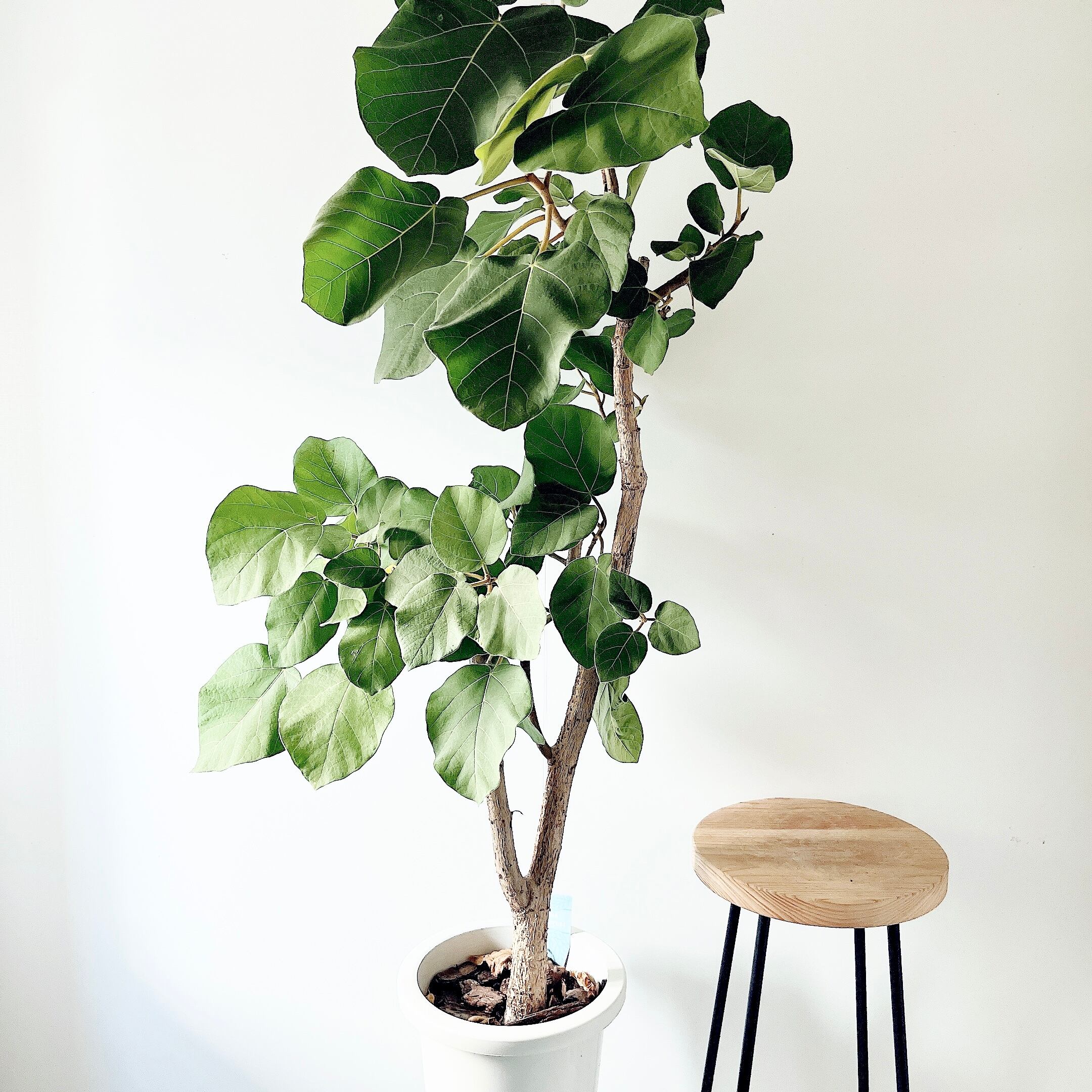 ポリシャス Elegant 観葉植物 Moka Interior | Pay ID ポリシャス Elegant 観葉植物 Moka Interior | Pay ID