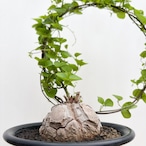 Dioscorea elephantipes【亀甲竜】
