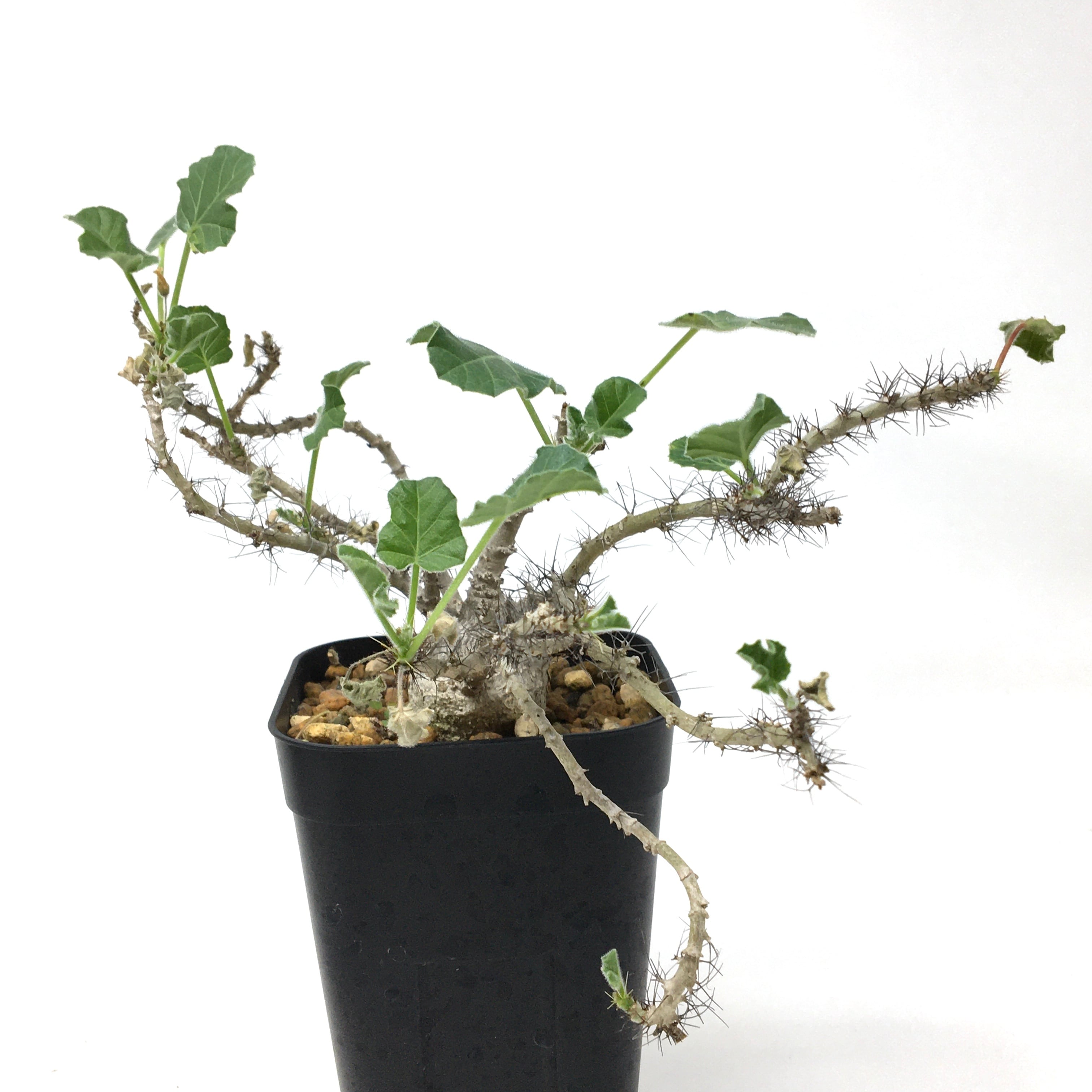 Ramat Planter #241 × ヤトロファ マルギナータ ヤトロファ