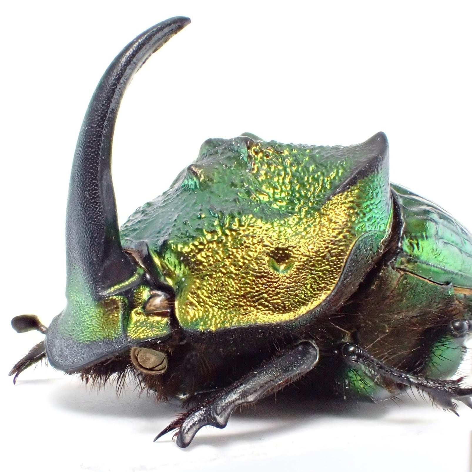 ニジダイコクの仲間 | 昆虫標本 Diggers & Rollers