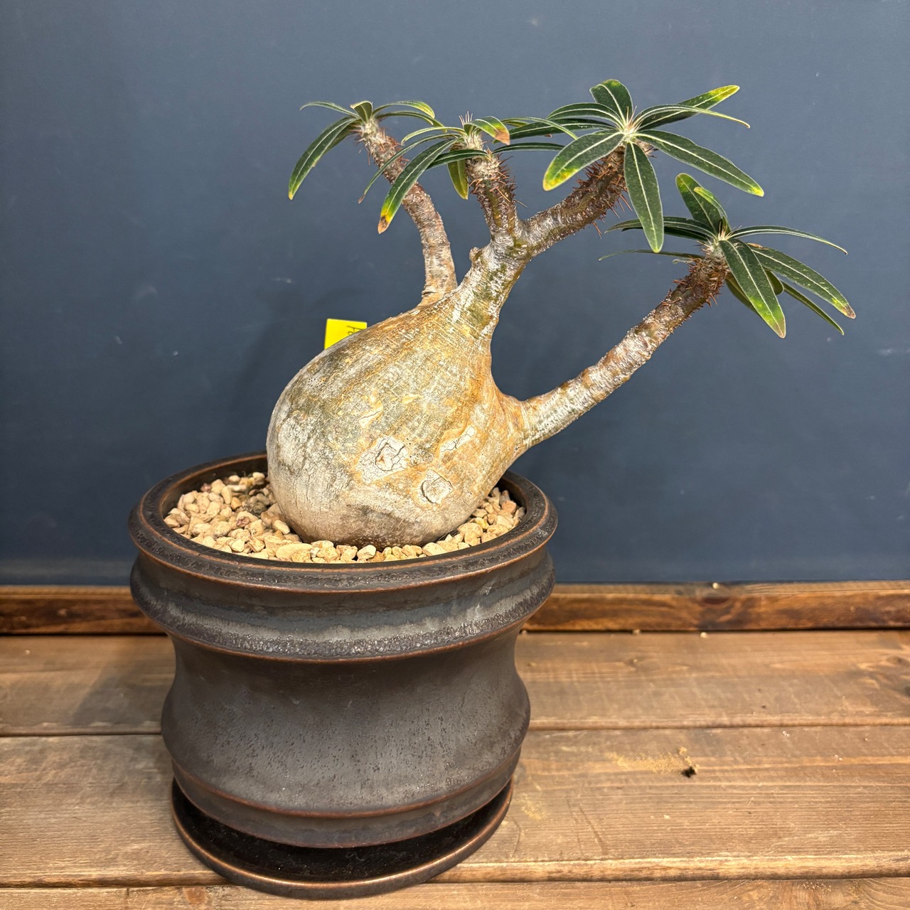 【BASE抽選販売(限定価格)】 パキポディウム　グラキリス　植込み