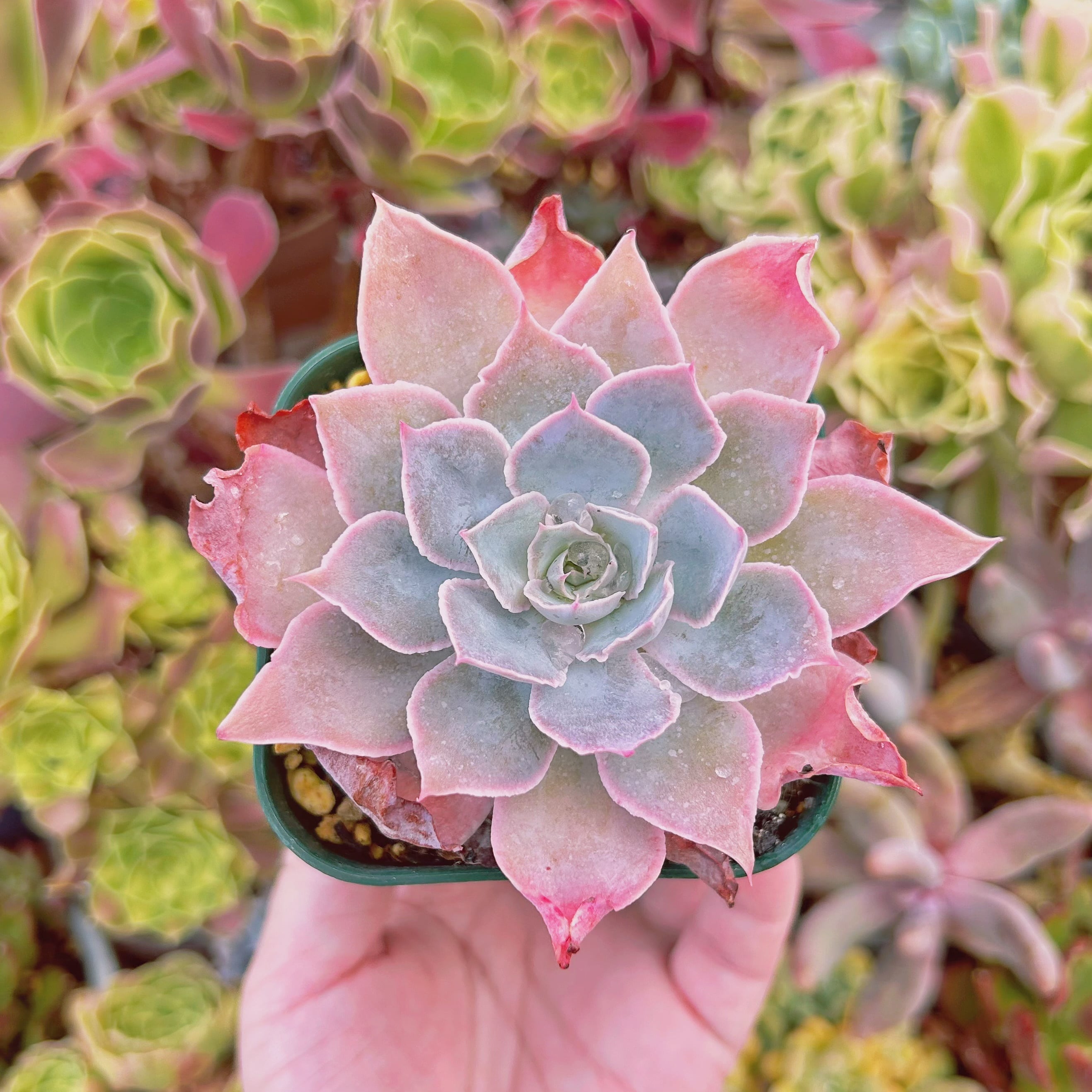 #1180現物　多肉植物　ピンキー　大苗　抜き苗