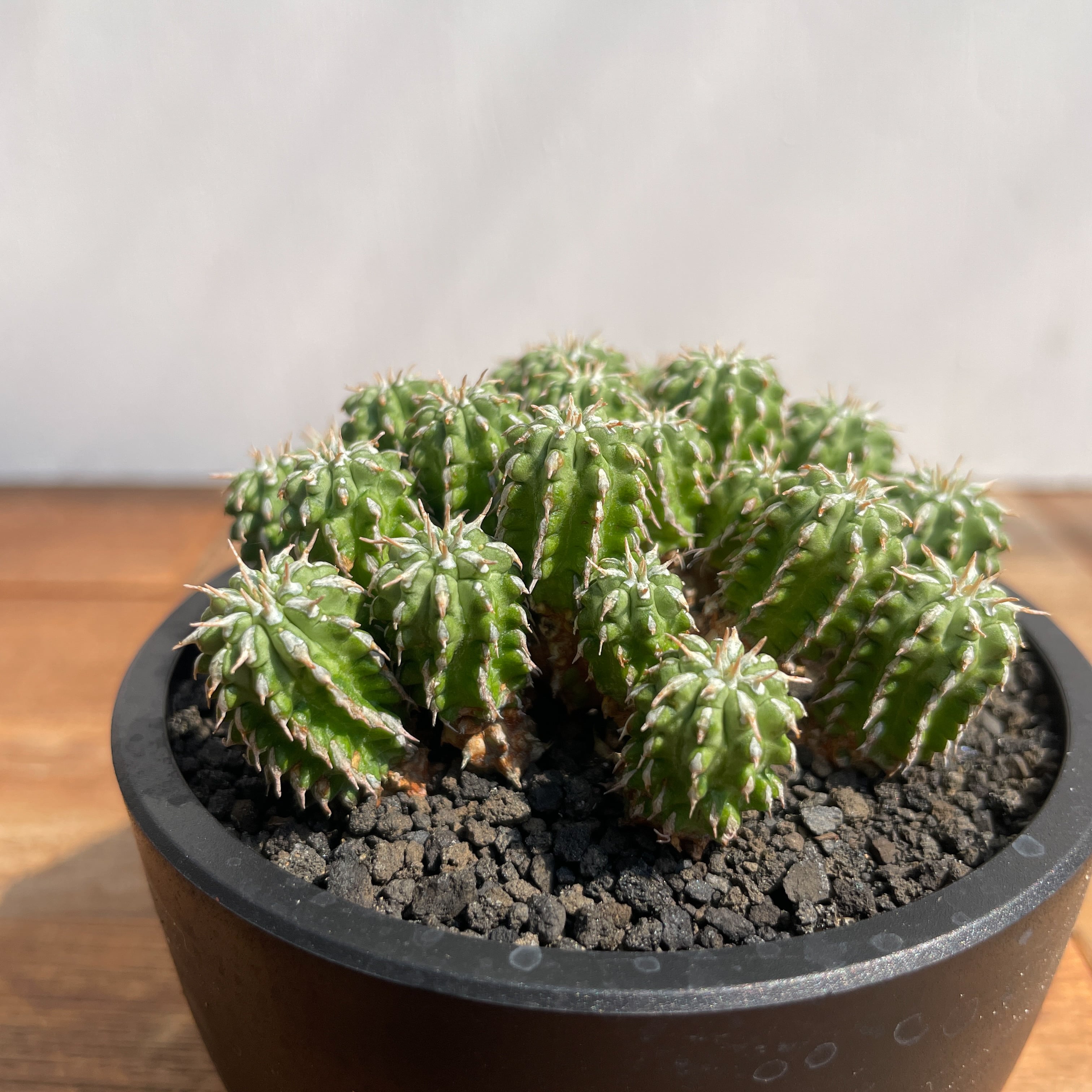 Euphorbia sepulta【ユーフォルビア・セプルタ】 | RIMO'S GREEN