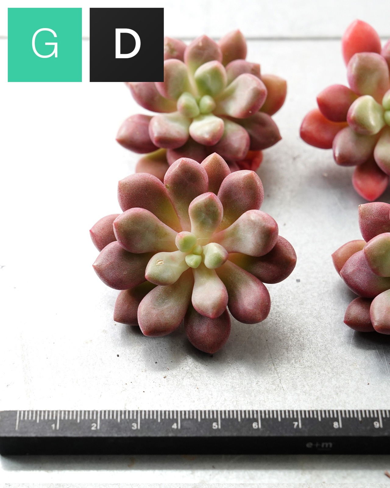 一部発根済カット苗 ブルーダイヤモンド M Echeveria 'Blue Diamond'