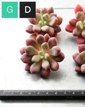 一部発根済カット苗 ブルーダイヤモンド M Echeveria 'Blue Diamond'