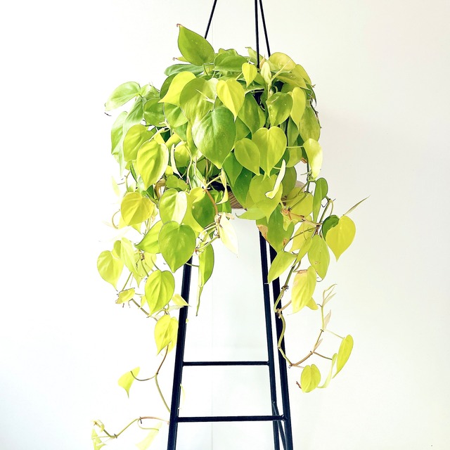 黄色いハートリーフ フィロデンドロン オキシカルジウム calm cafe