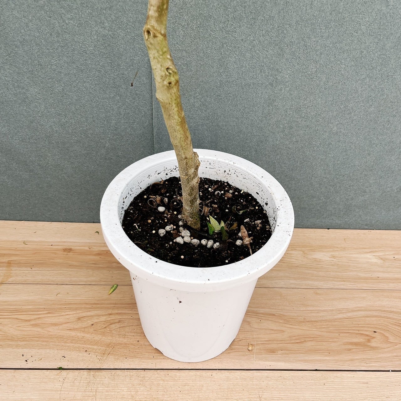 現品］【希少】21番 オリーブ アスコラーナ 8号 観葉植物 レア