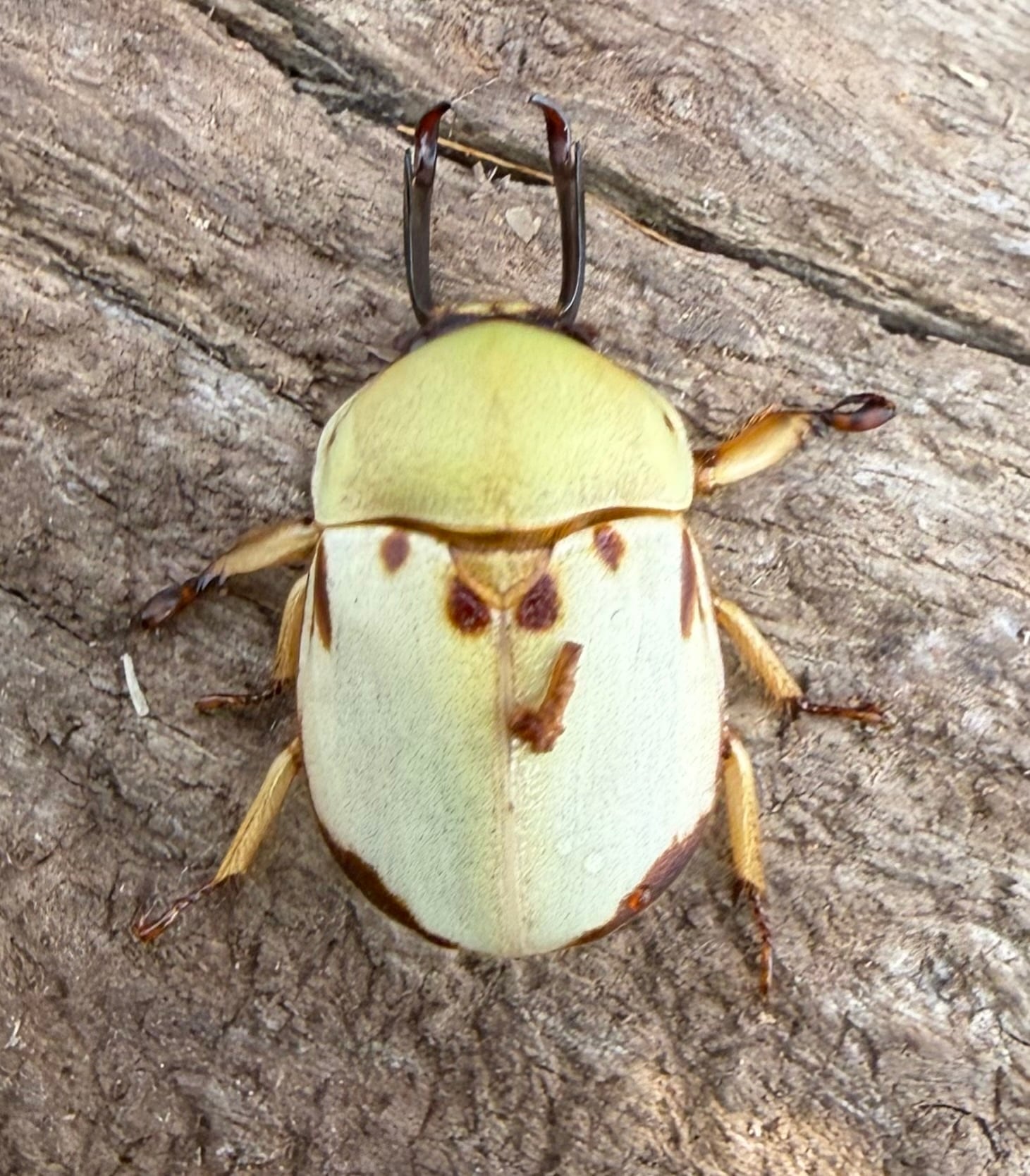 カツラクワガタコガネ 20.5mm ペア》 | KPW公式オンラインショップ