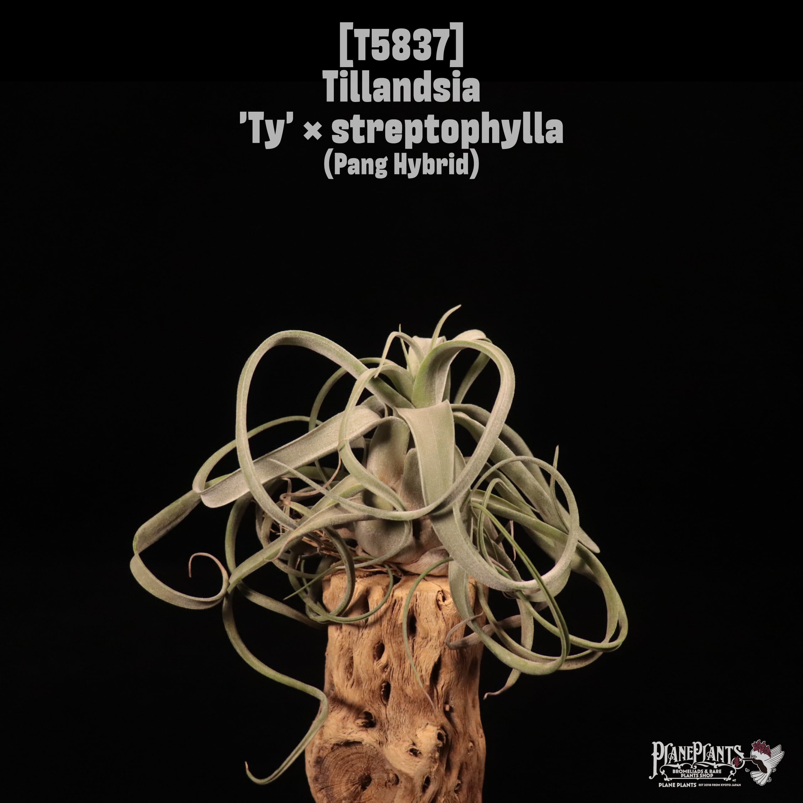 Tillandsia 'Ty' x streptophylla〔ティランジア〕T5837 | plane plants