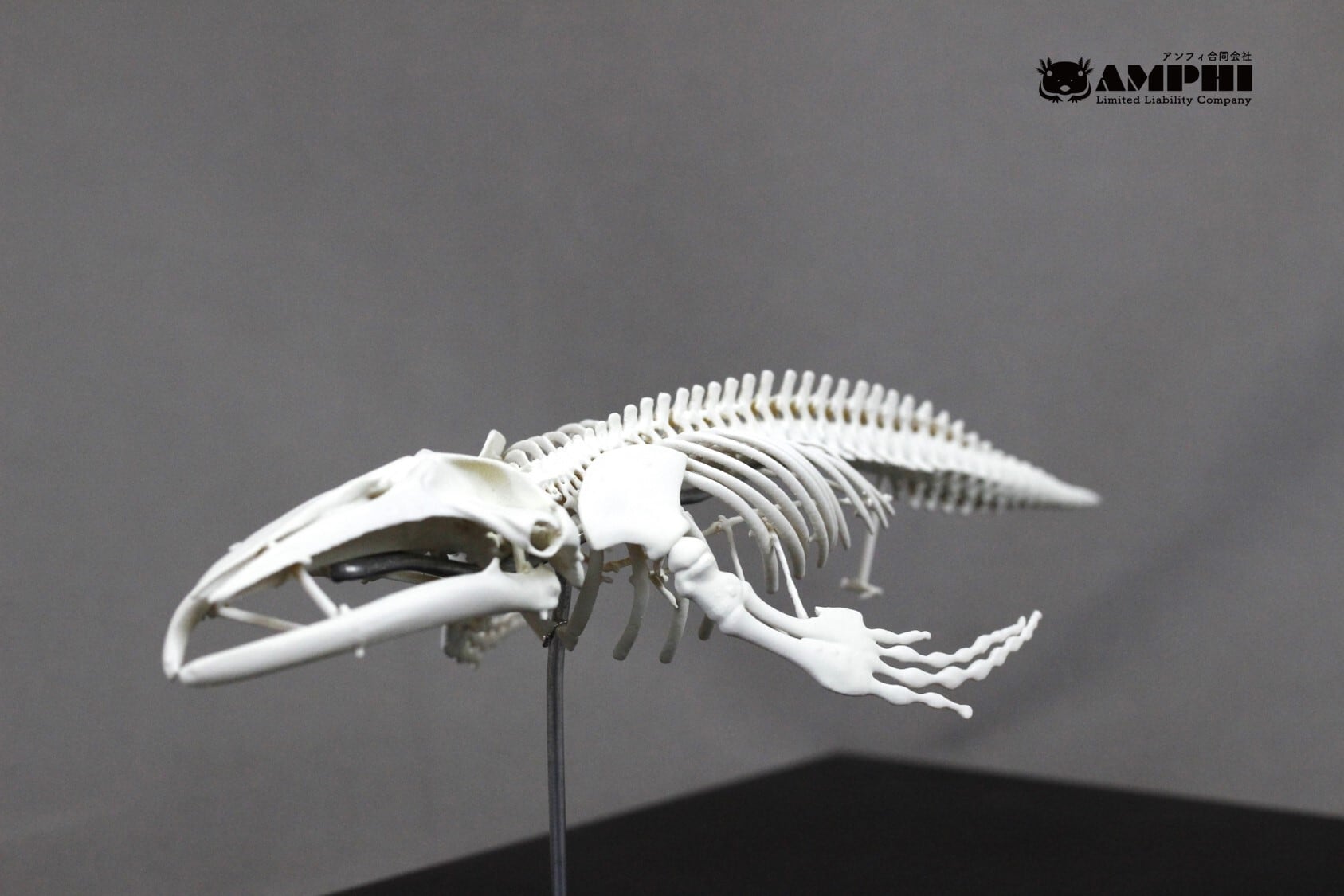 ザトウクジラ 縮小全身骨格レプリカ Humpback whale, miniature whole