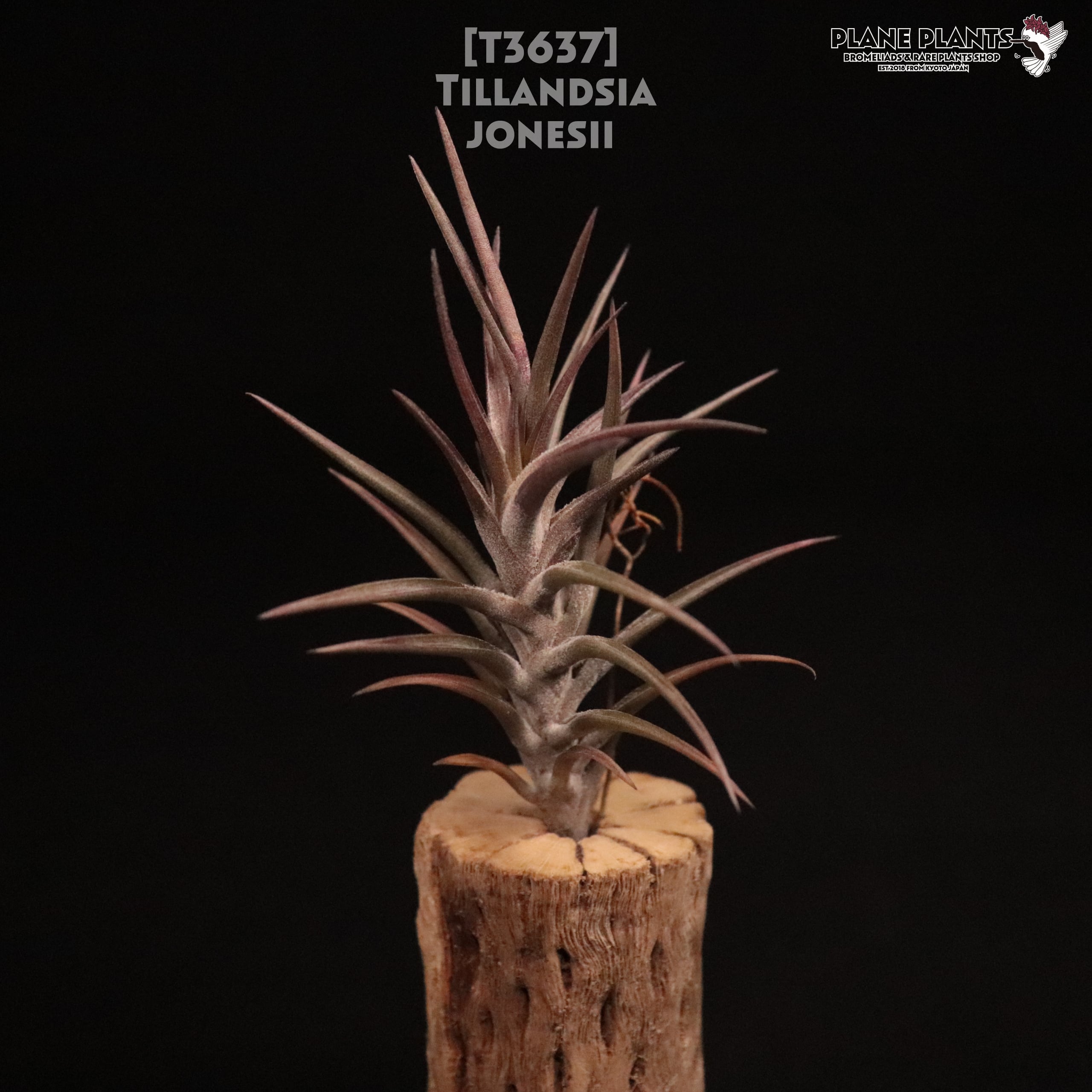 送料無料】jonesii〔エアプランツ〕現品発送T3637 | plane plants