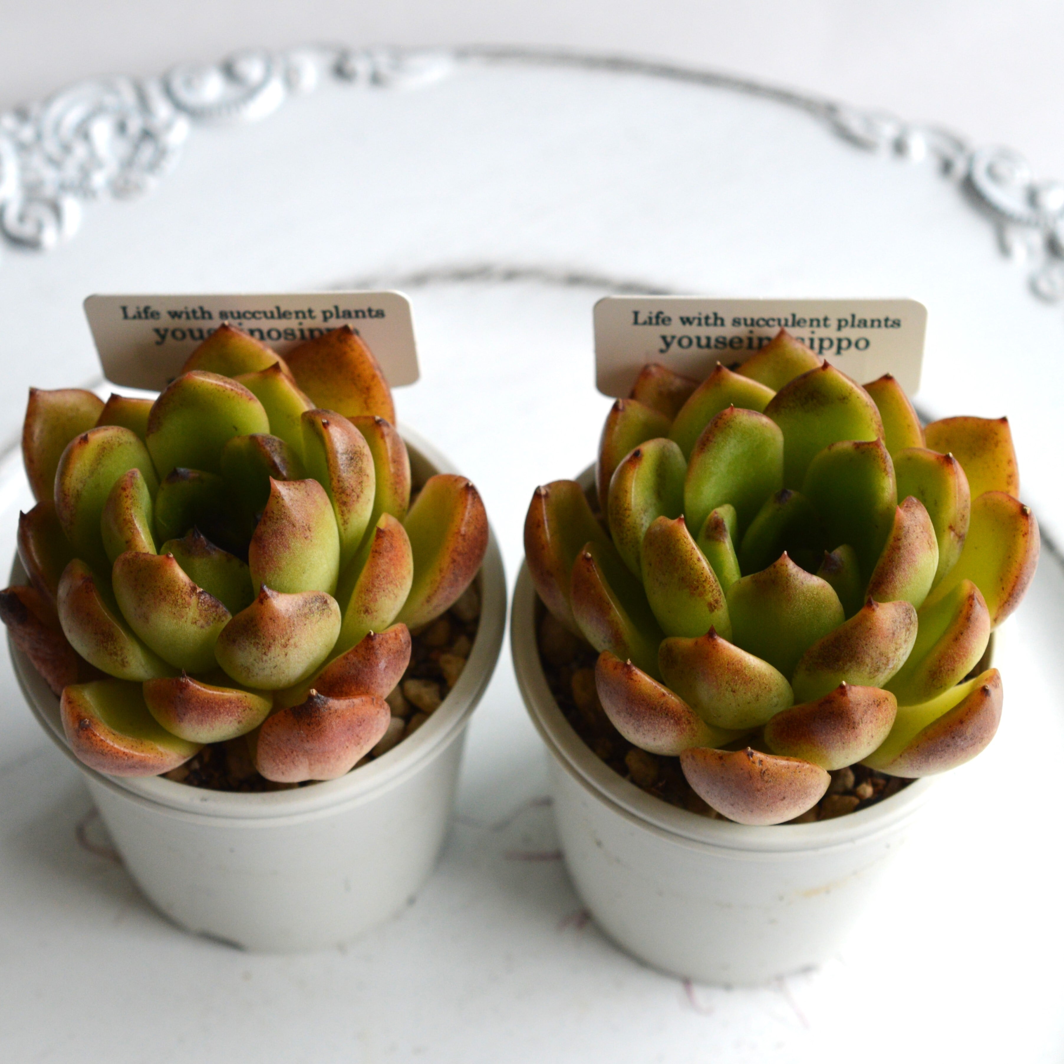 ずっしり重いエケベリア20ポット少し痛みあり