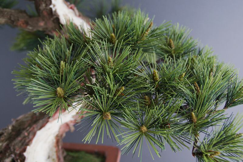 盆栽 模様木（神舎利付） Pinetree Bonsai #3 | Oh! BONSAI