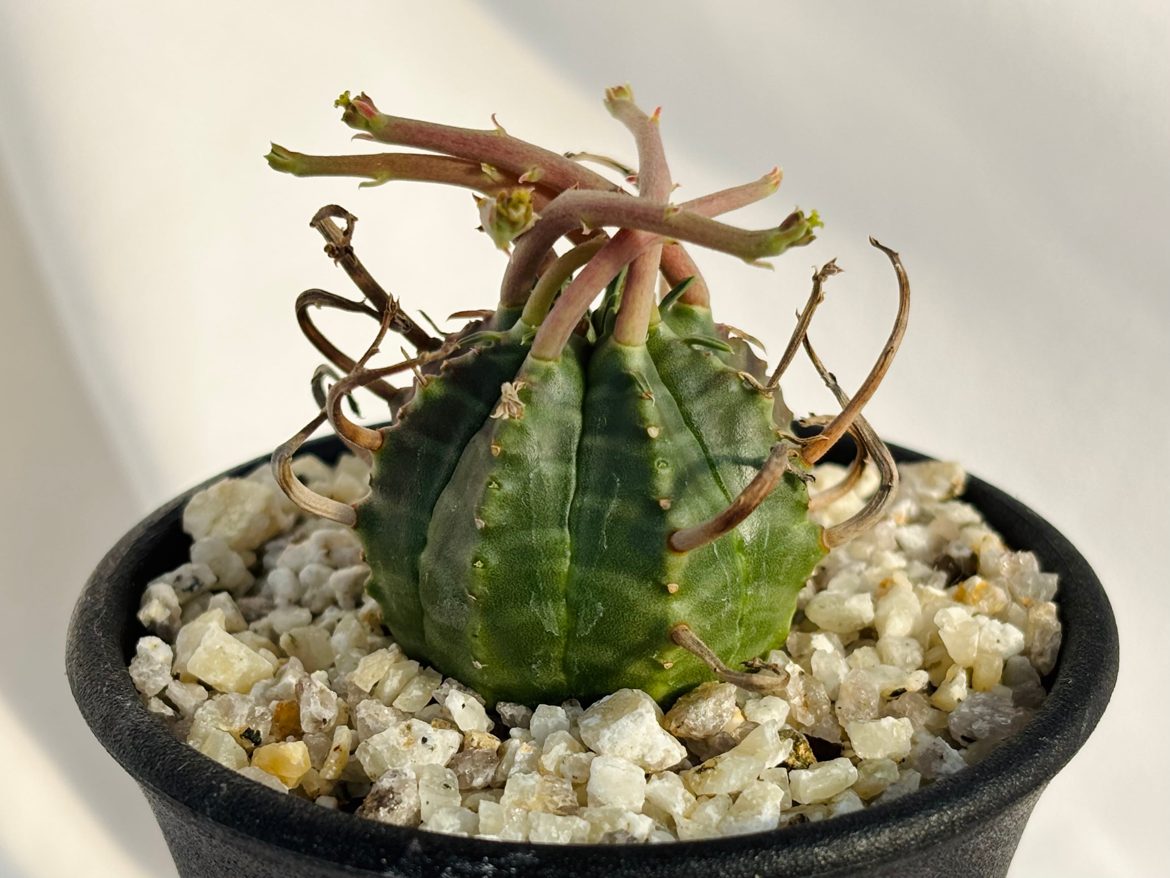 Euphorbia valida ユーフォルビア スーパーブラックバリダ 強刺選抜