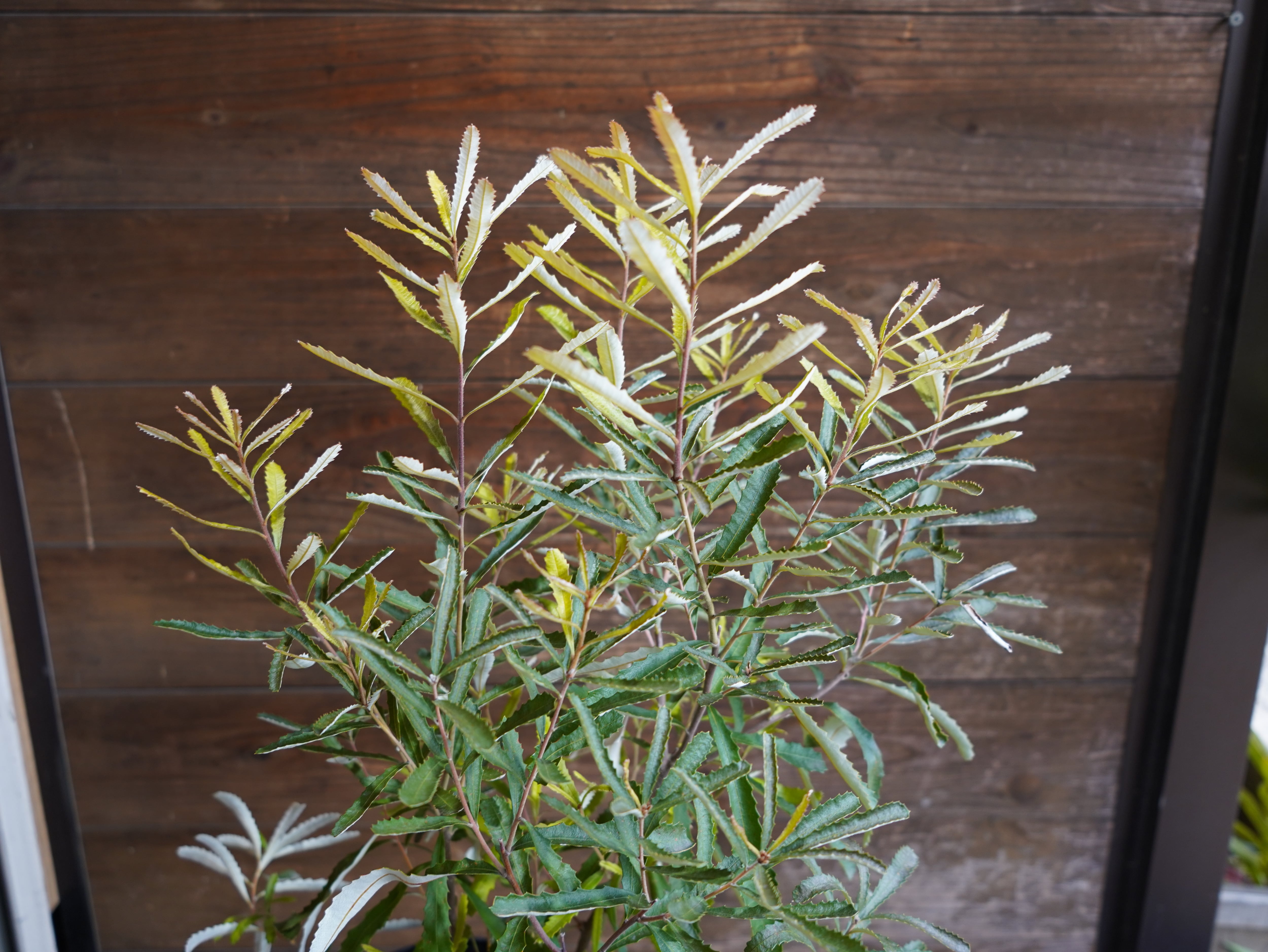 【現物】バンクシア　”オブロンギフォリア”　B