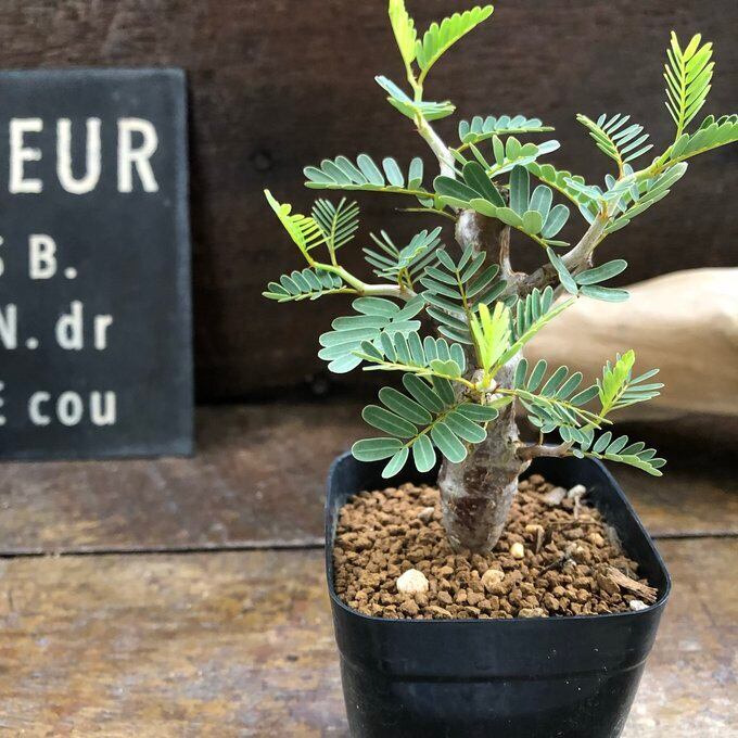 斑入りクワズイモ 3.5号】 斑入り クワズイモ 希少 観葉植物