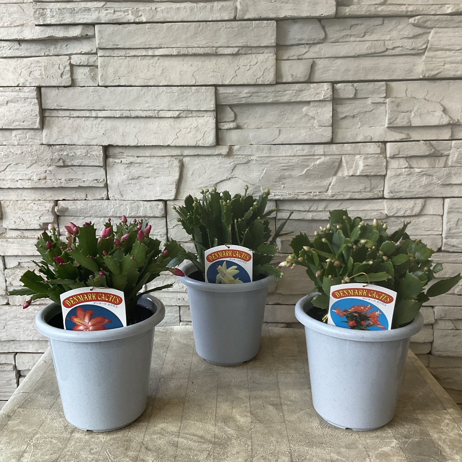 シャコバサボテン（デンマークカクタス）選べる♪3種 5寸鉢 | 橋本種苗園