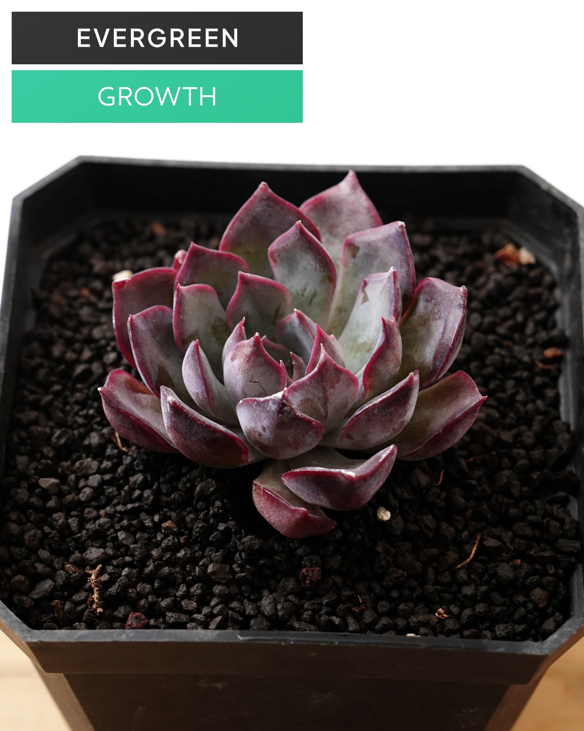 PREMIUM】 抜き苗 ホワイトラバー Echeveria 'White Lover' | PUKUBOOK