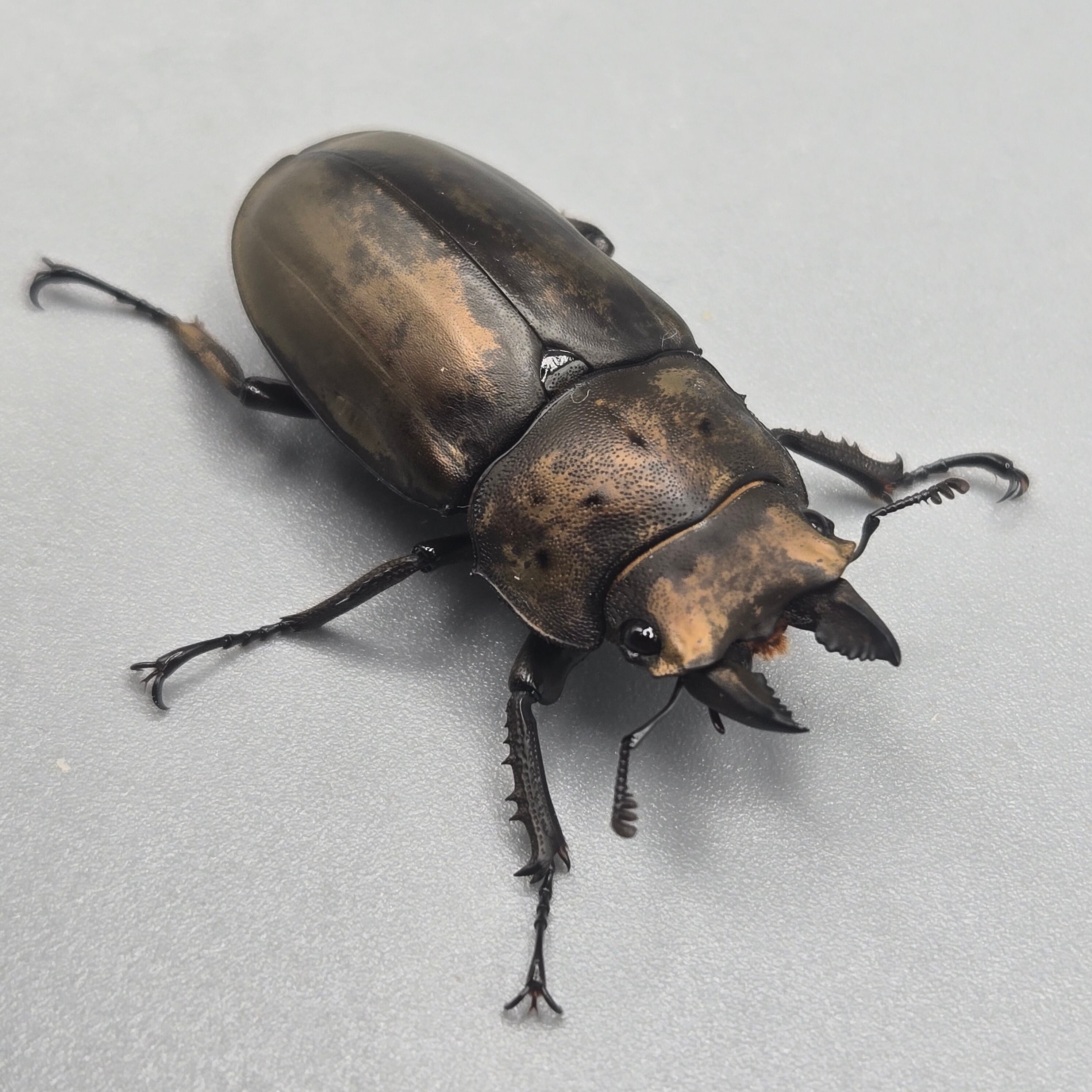 フルストルファーオウゴンオニクワガタ1ペア フルストルファーオウゴンオニクワガタ ♂単 | 昆虫専門店【鍬鉄】