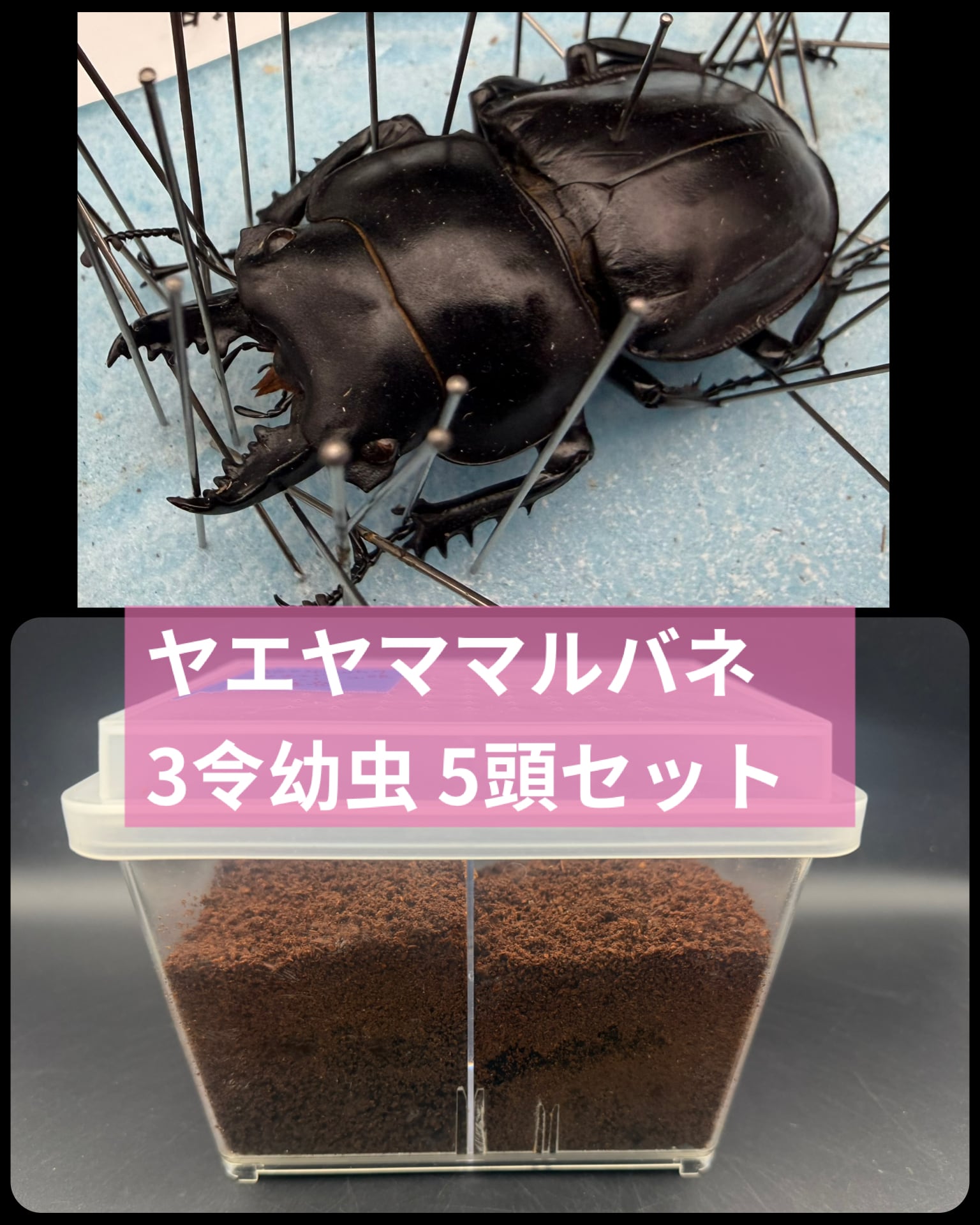 クワガタ・カブトムシ飼育本2冊セット 外国産大図鑑／飼育スーパーテクニック 外国産クワガタ・ガブトムシ飼育大図鑑 | 鈴木 知之 |本 | 通販 | Amazon