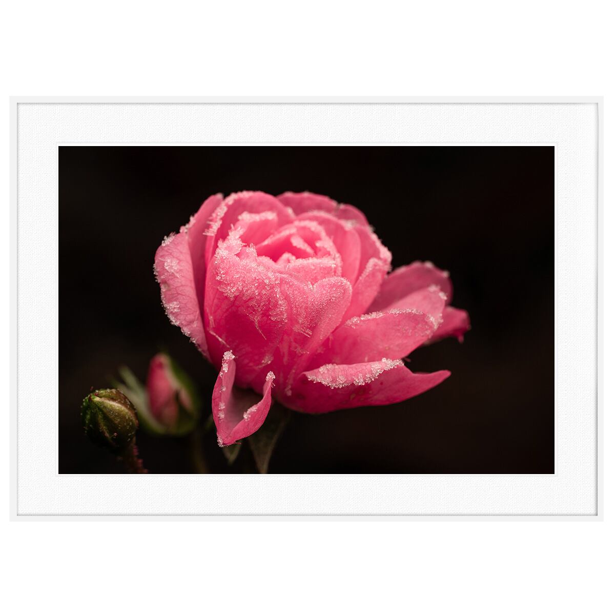 花写真 ピンクのバラ インテリアアートポスター額装 AS0734