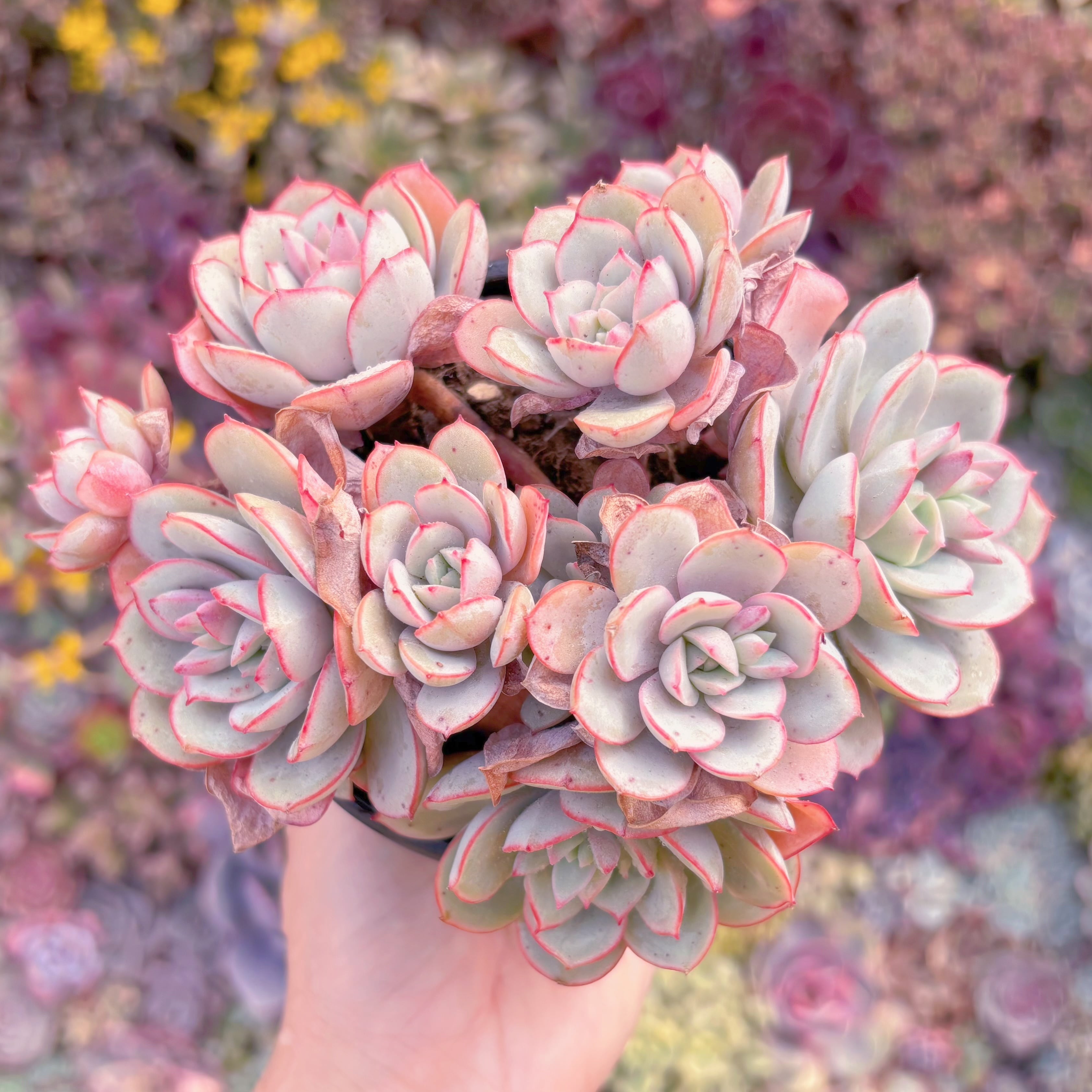 現品　ラウ026#637　新入荷　るる農園