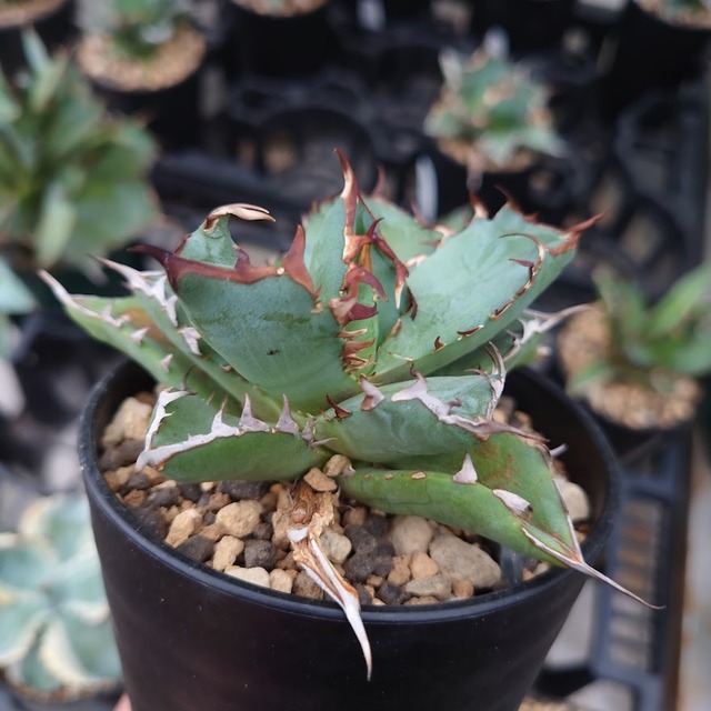 アガベ チタノタ 姫厳龍 2 Agave titanota dwarf