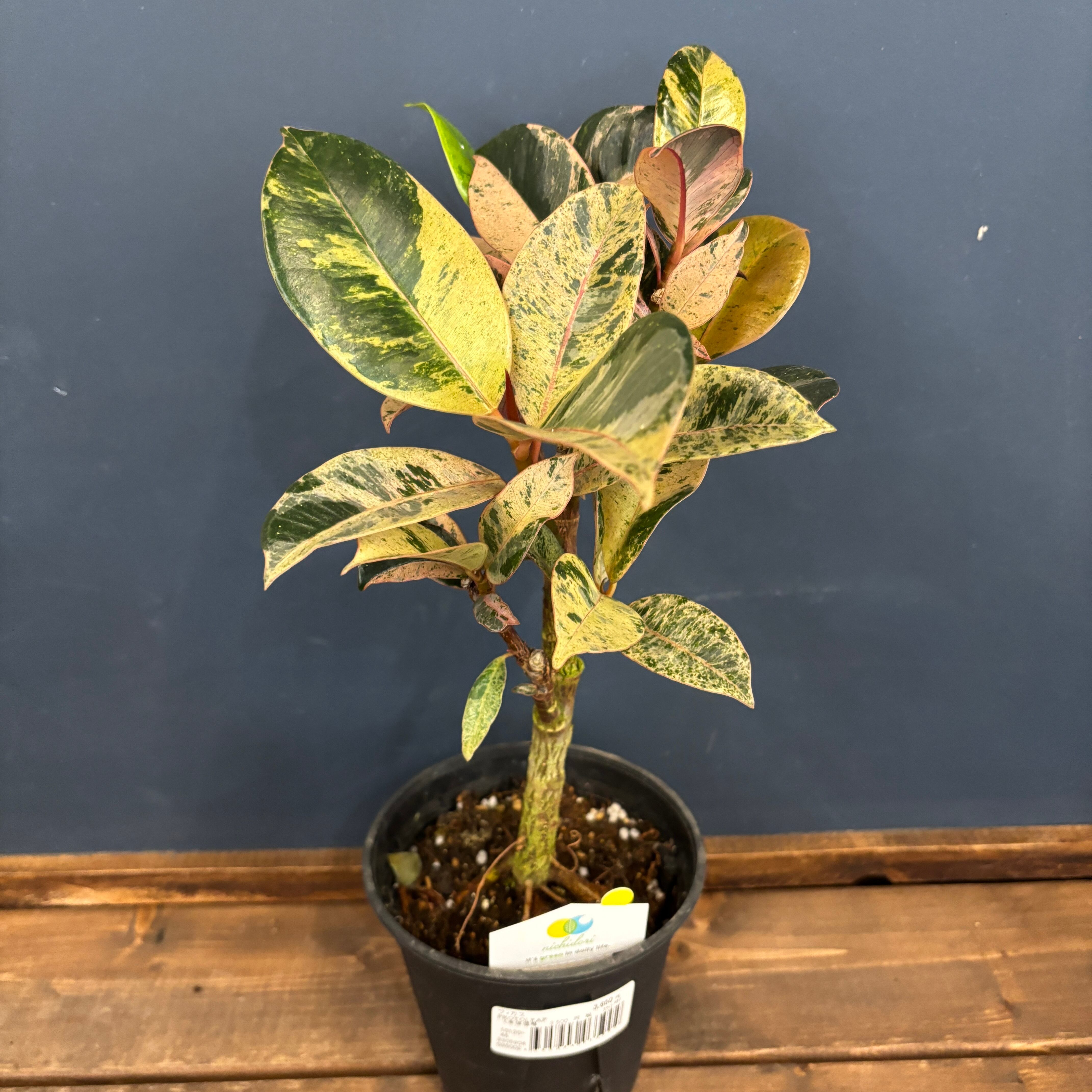 フィカス ジン ファイバー鉢 お皿付き フィカス ジン 斑入り 鉢皿付き